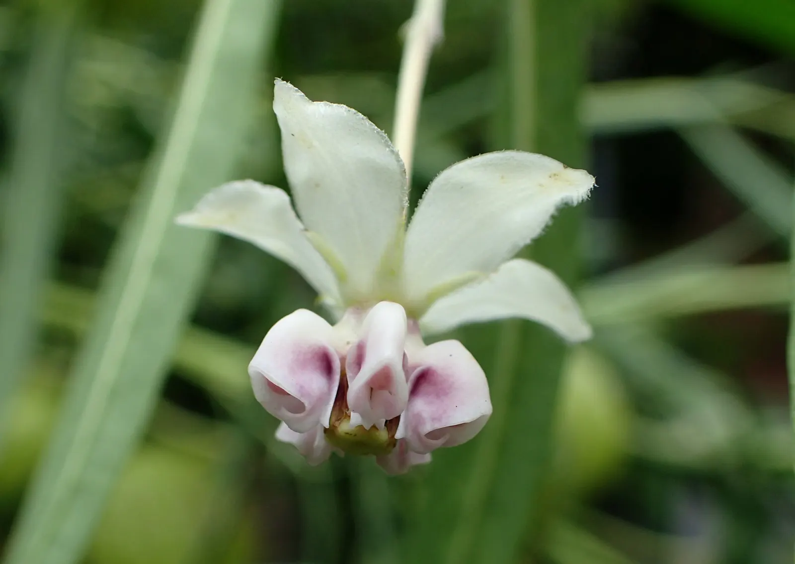 Balloon Milkweed (Gomphocarpus Physocarpus) — white flowers in the garden; the pods are lime green and inflated, image 133