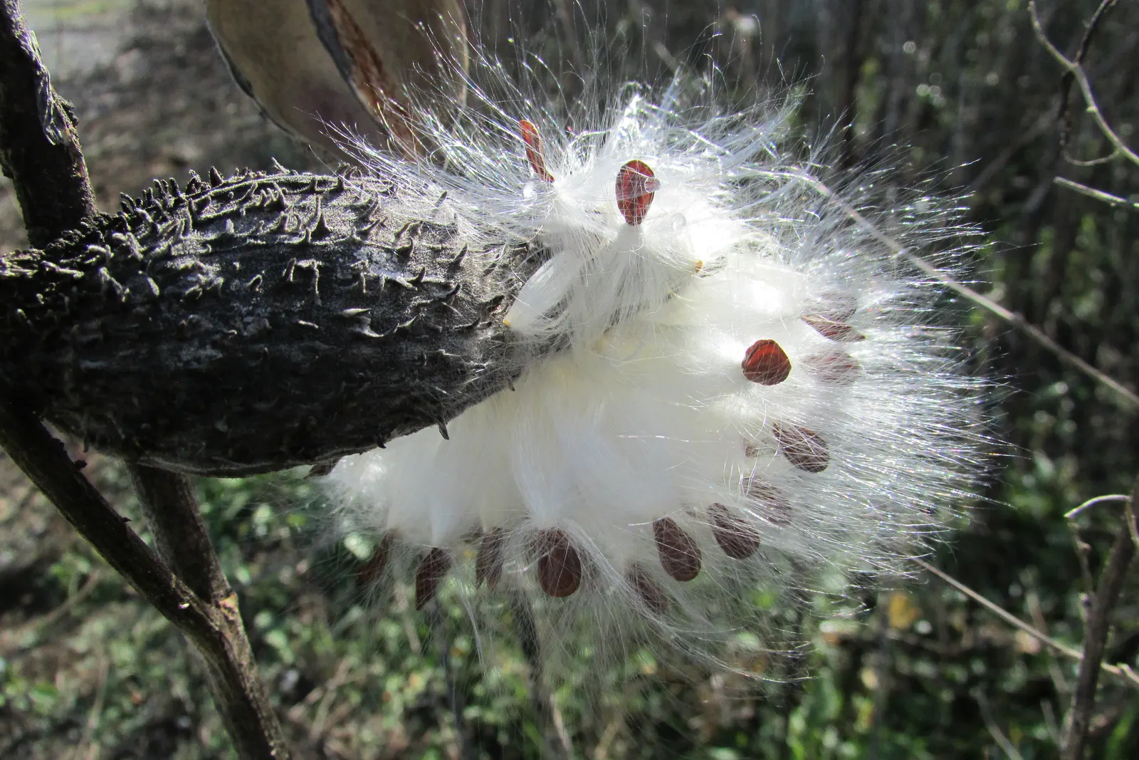 Balloon Milkweed (Gomphocarpus Physocarpus) — Pale pink flowers bloom summer to fall, attracting butterflies; which are attractive to various pollinators
