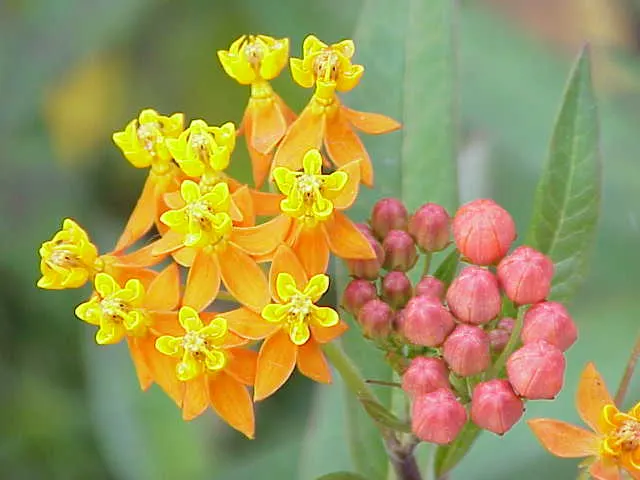 Balloon Milkweed (Gomphocarpus Physocarpus) — is a distinctive perennial plant well-suited for a vibrant and texturally interesting garden design