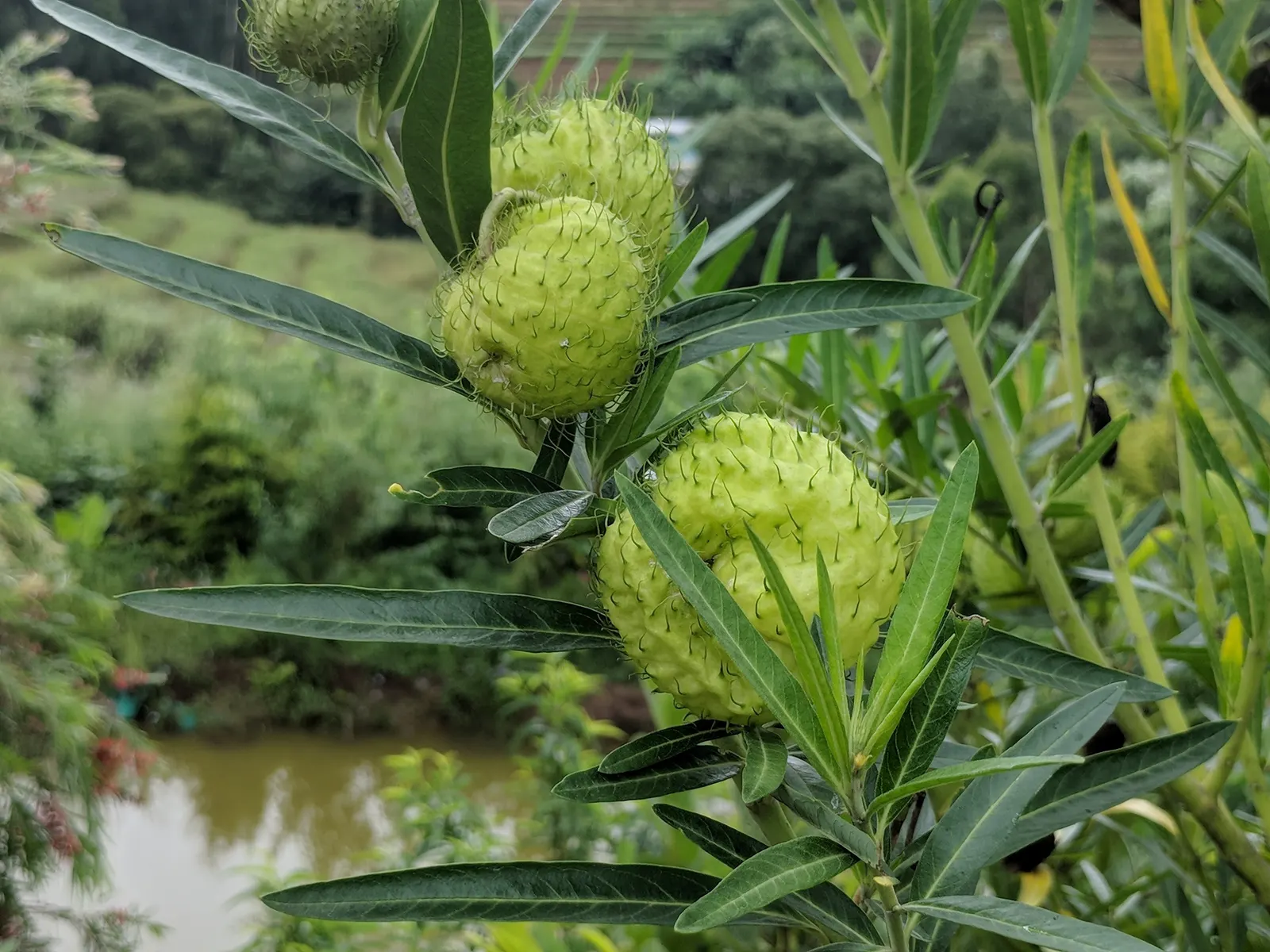 Balloon Milkweed (Gomphocarpus Physocarpus) — commonly known as Balloon Milkweed or Hairy Balls; it thrives in full sun to partial shade and prefers, image 115