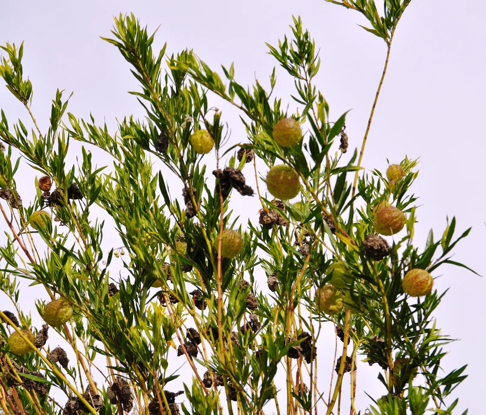 Balloon Milkweed (Gomphocarpus Physocarpus) — It thrives in full sun to partial shade and prefers well-drained soil; the sap contains toxic, image 154