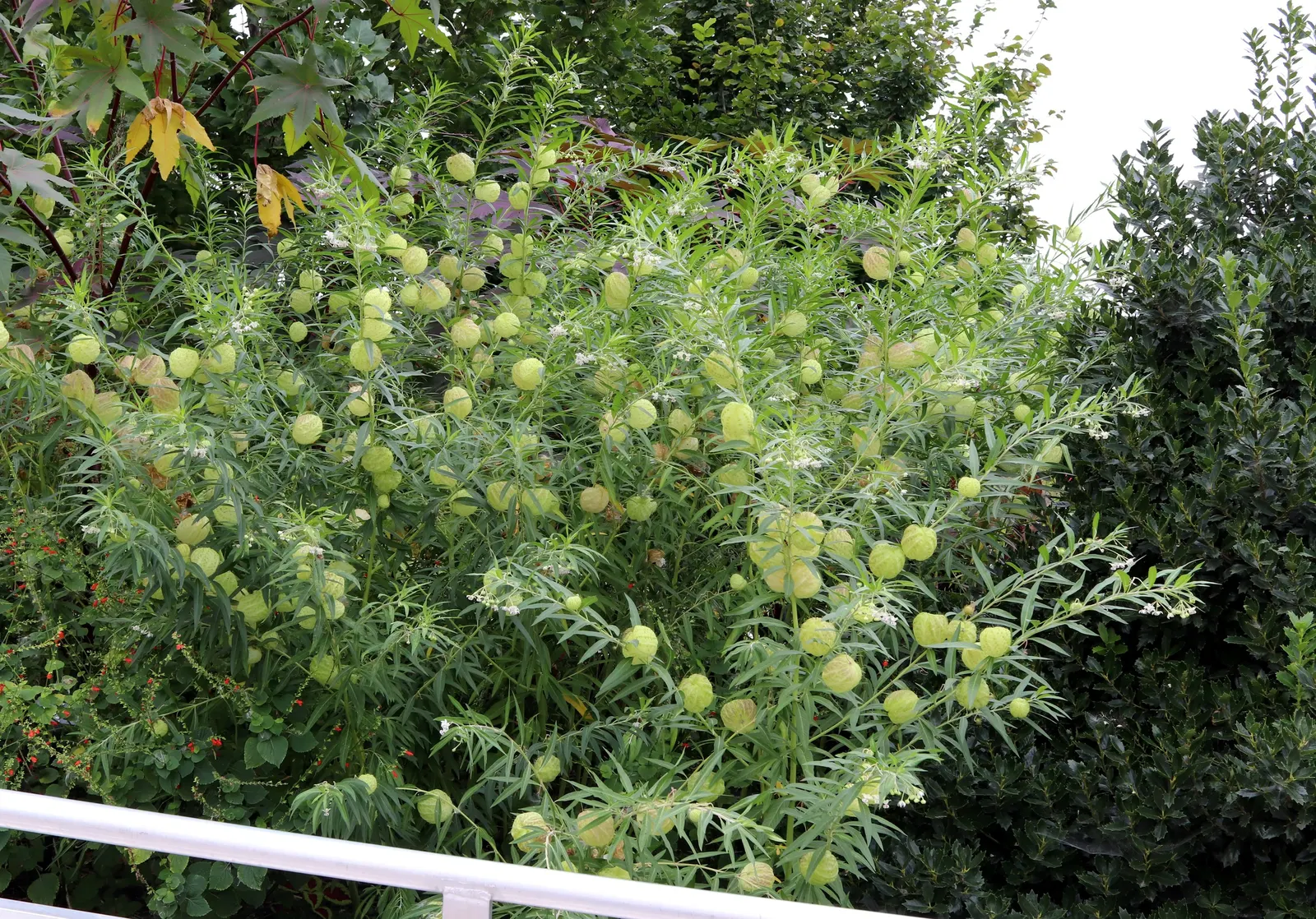 Balloon Milkweed (Gomphocarpus Physocarpus) — The pods are lime green and inflated; creating an upright and bushy form, image 118