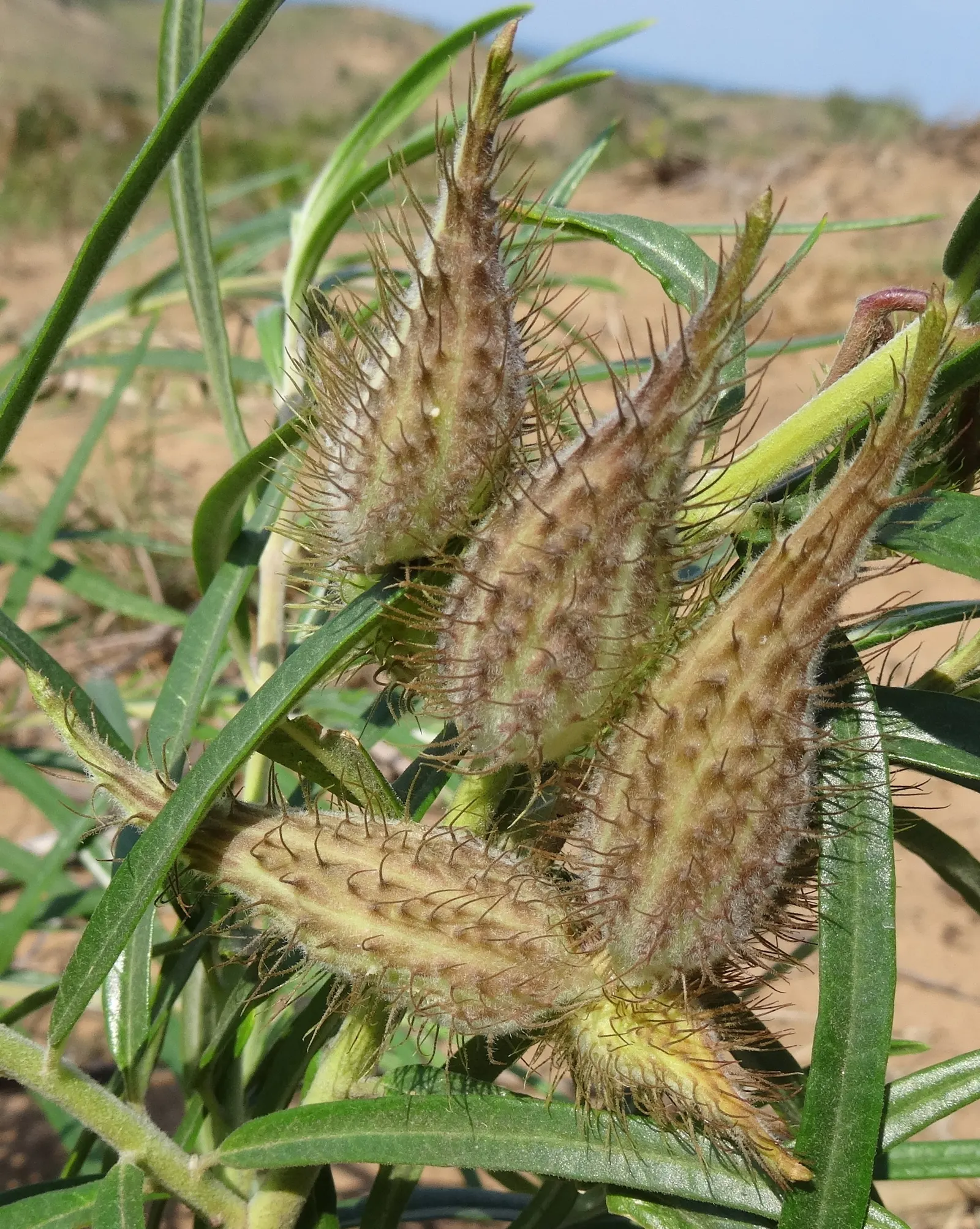 Balloon Milkweed (Gomphocarpus Physocarpus) — Known for its globular, spiny seed pods, about 3 in across, this plant offers unique texture; reaching sizes of