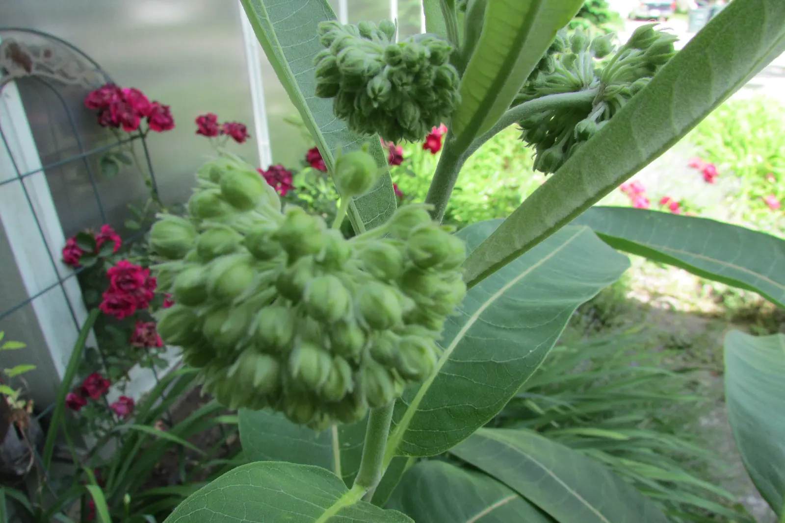 Balloon Milkweed (Gomphocarpus Physocarpus) — creating an upright and bushy form
