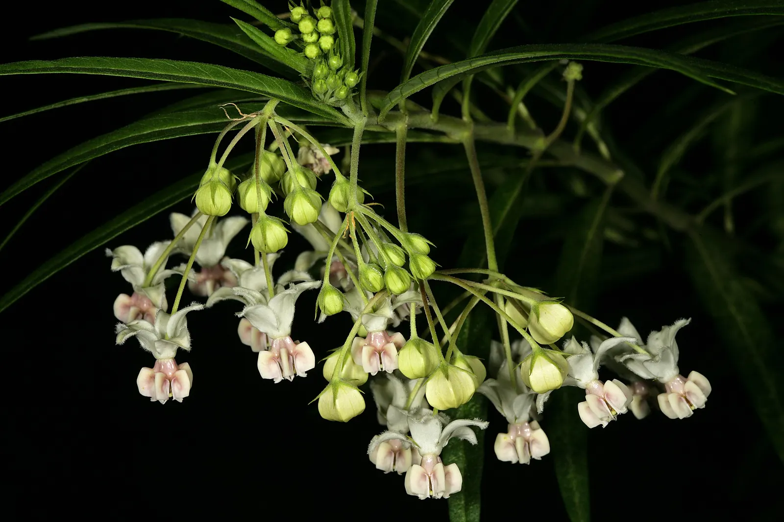 Balloon Milkweed (Gomphocarpus Physocarpus) — shrub with white blooms; star-shaped flowers in white to pale pink, image 134