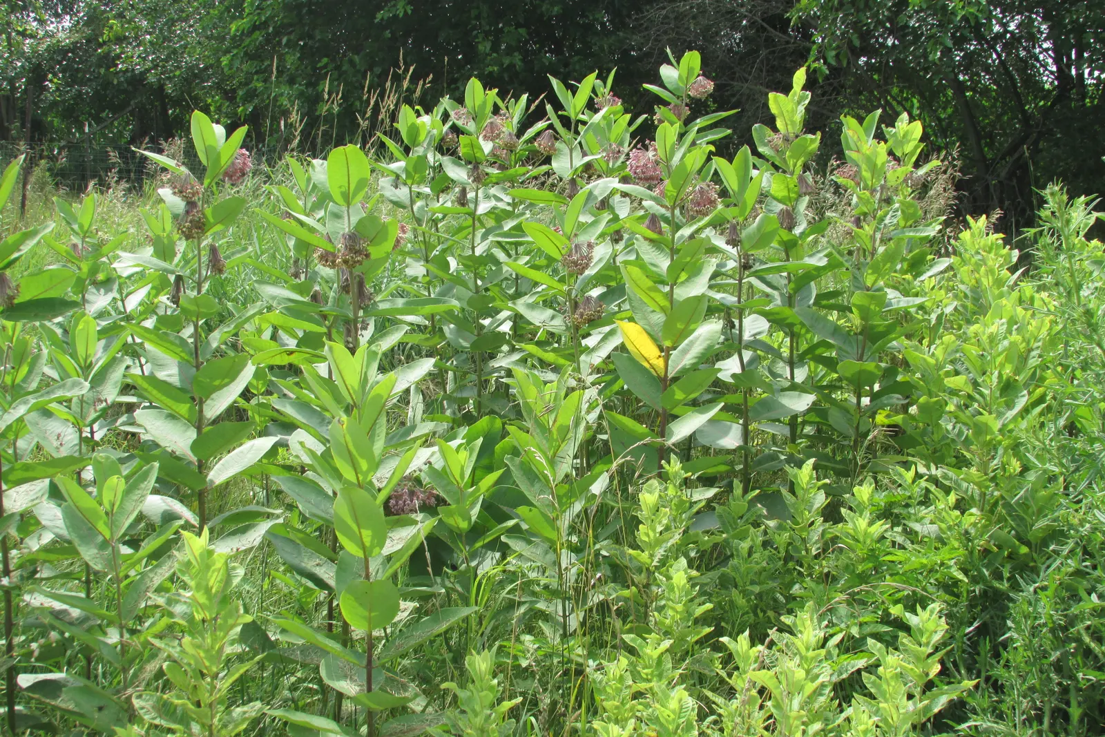 Balloon Milkweed (Gomphocarpus Physocarpus) — which are attractive to various pollinators; spanning up to 5 inches long, image 153