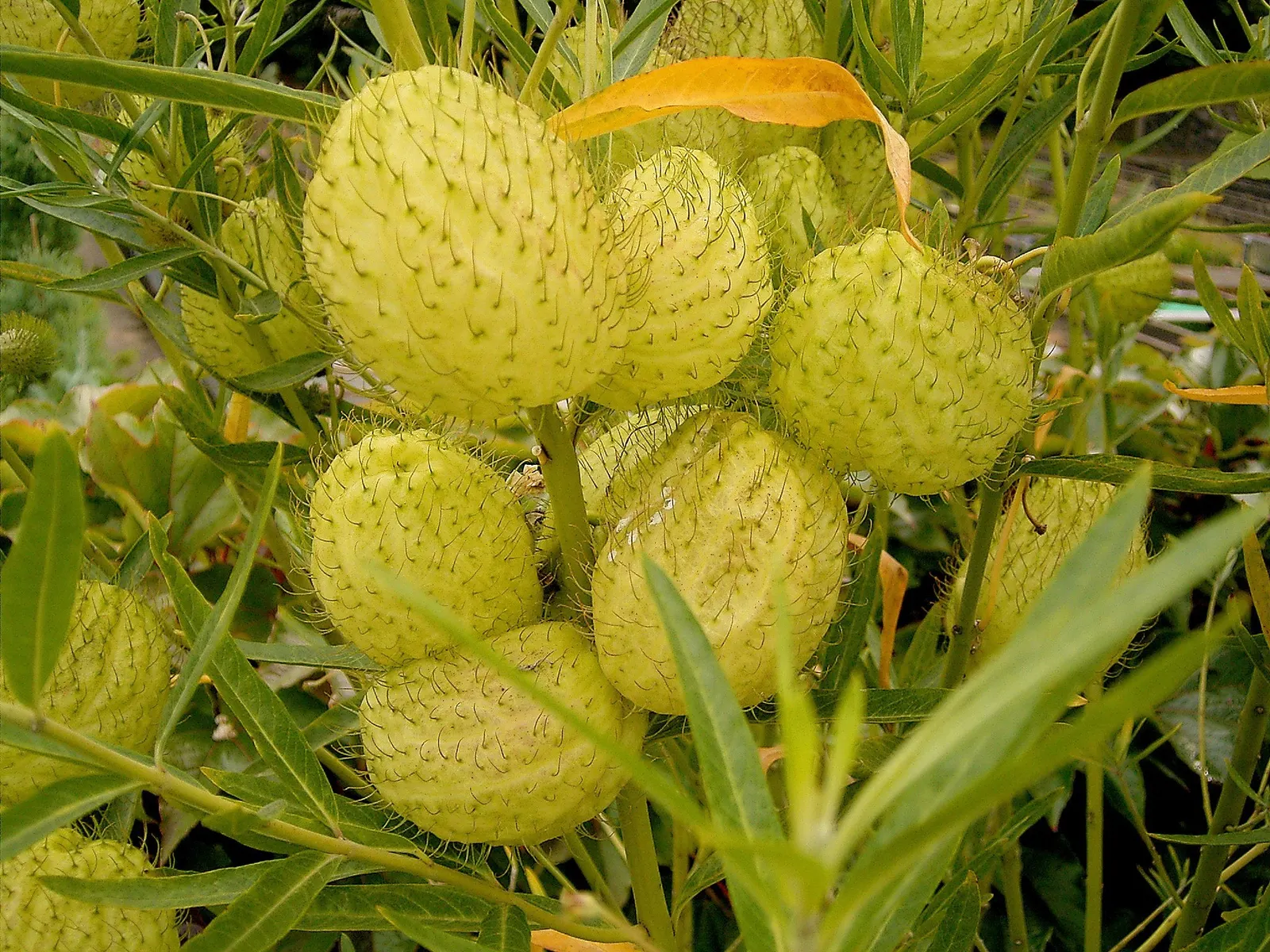 Balloon Milkweed (Gomphocarpus Physocarpus) — Known for its globular, spiny seed pods, about 3 in across, this plant offers unique texture, image 137