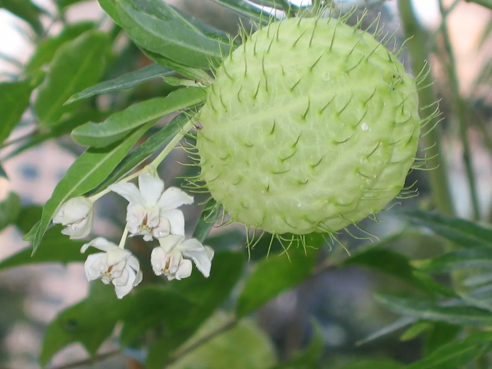 Balloon Milkweed (Gomphocarpus Physocarpus) — is a distinctive perennial plant well-suited for a vibrant and texturally interesting garden design, image 89