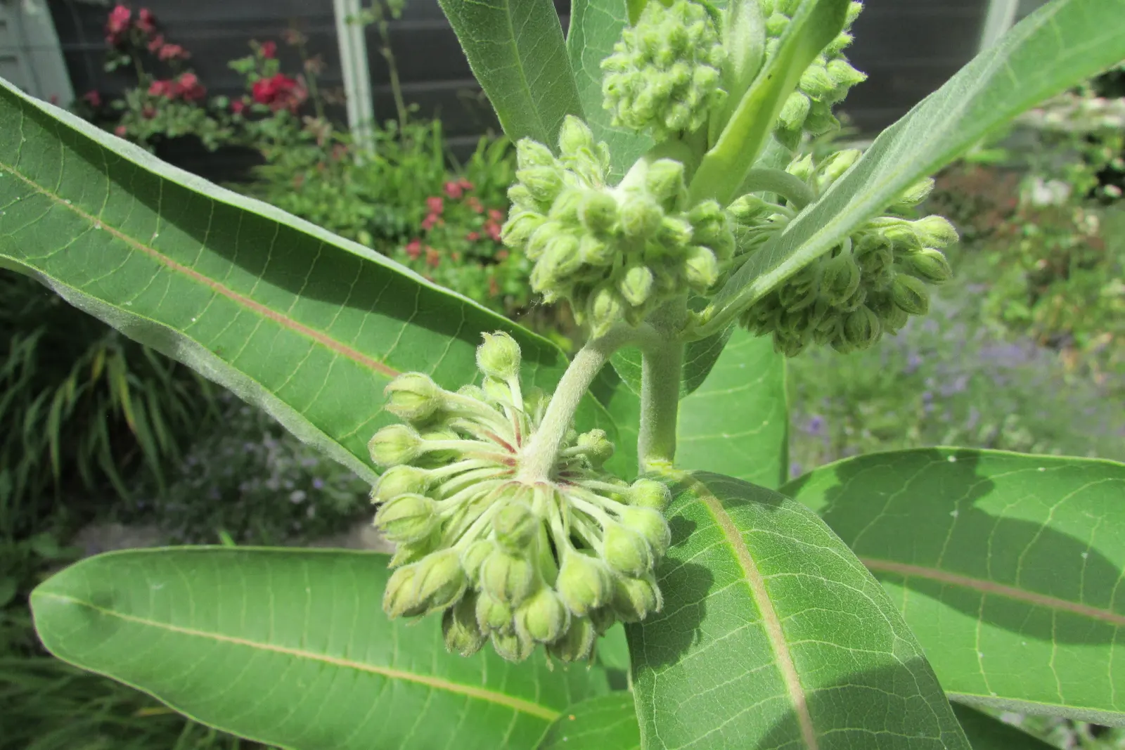 Balloon Milkweed (Gomphocarpus Physocarpus) — Hardy in USDA zones 8 through 11; pale pink flowers bloom summer to fall, attracting butterflies, image 78