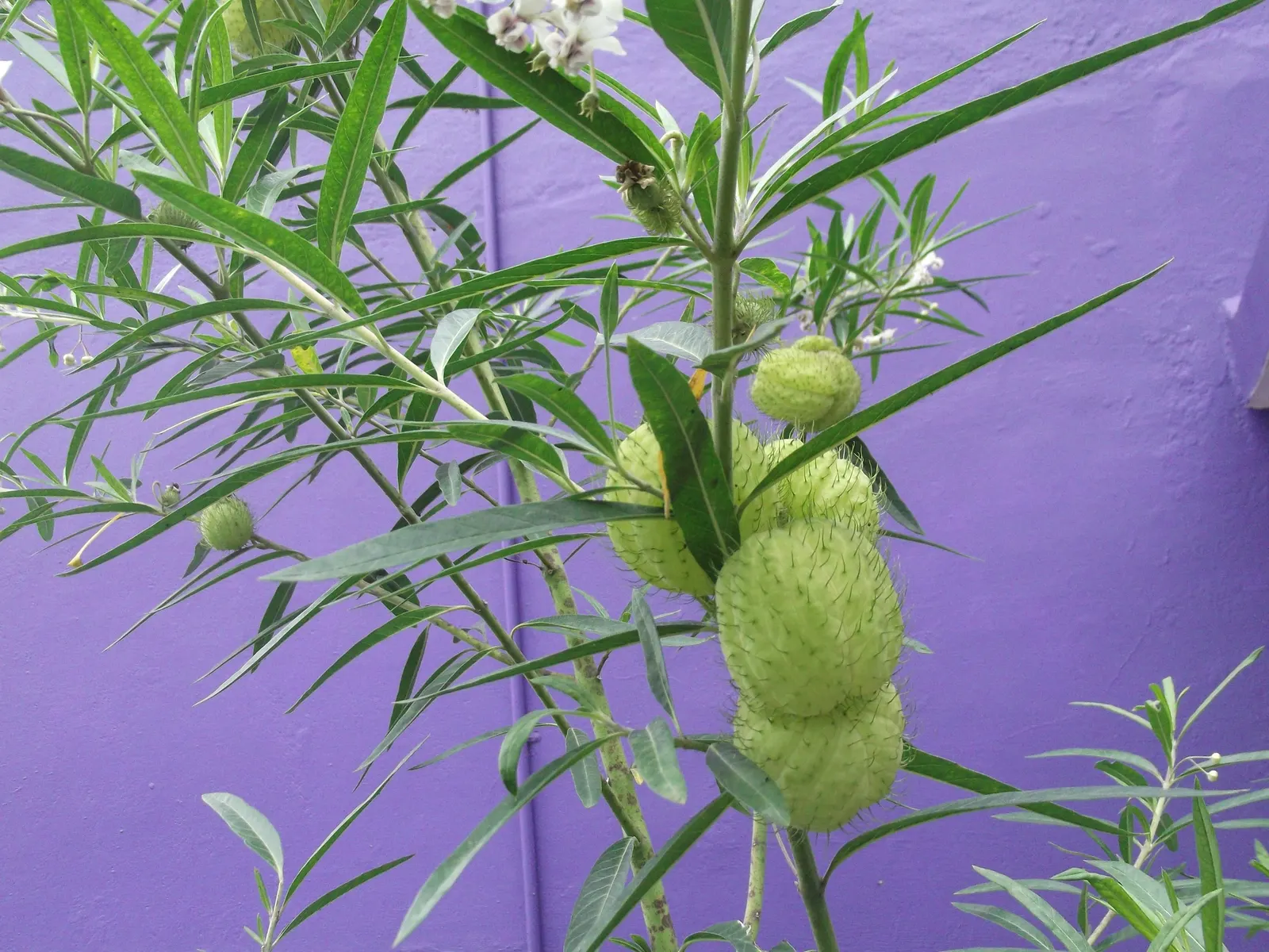 Balloon Milkweed (Gomphocarpus Physocarpus) — shrub for full; hardy in USDA zones 8 through 11, image 108