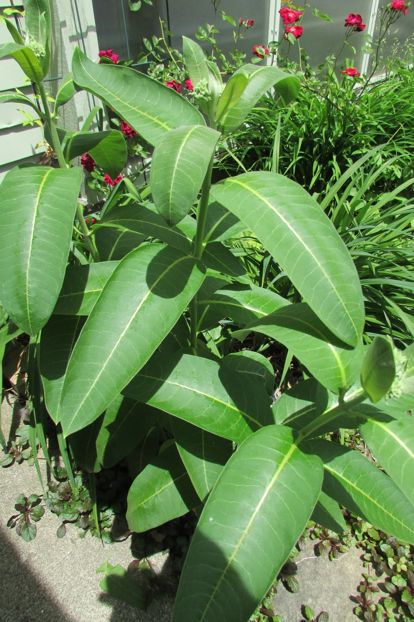 Balloon Milkweed (Gomphocarpus Physocarpus) — shrub with white blooms; star-shaped flowers in white to pale pink
