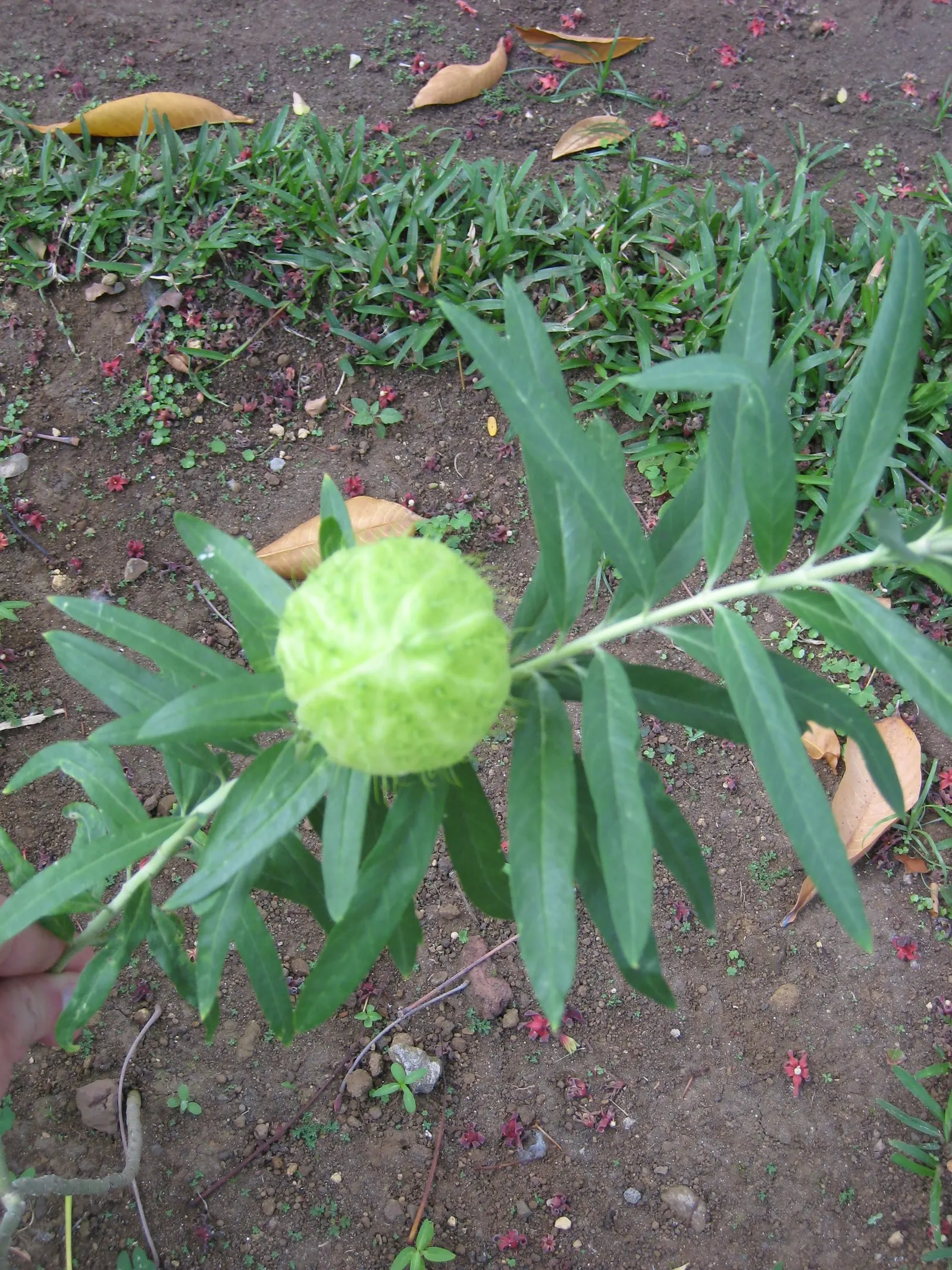 Balloon Milkweed (Gomphocarpus Physocarpus) — creating an upright and bushy form; commonly known as Balloon Milkweed or Hairy Balls, image 121