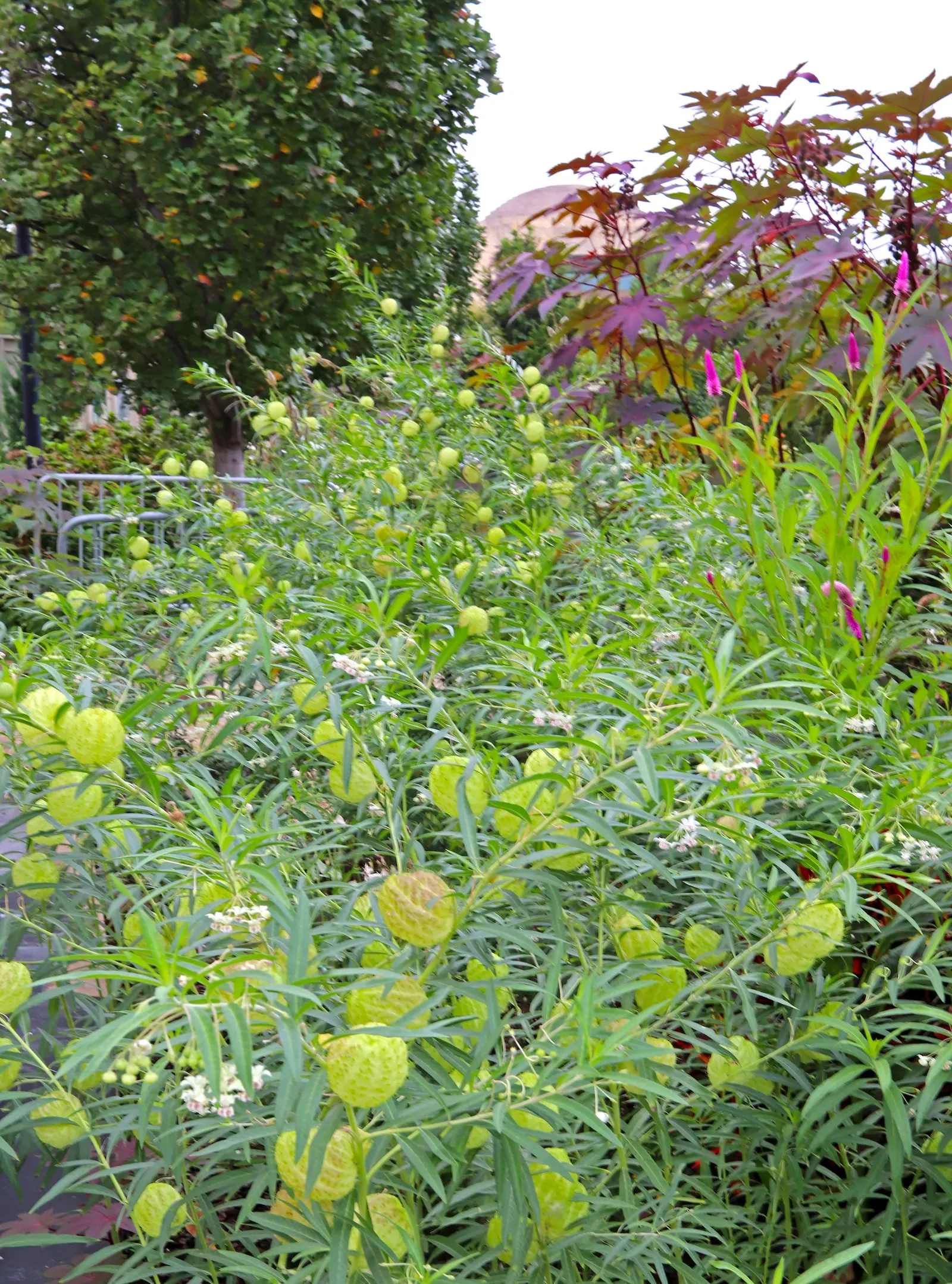 Balloon Milkweed (Gomphocarpus Physocarpus) — the sap contains toxic compounds; hence; and they are arranged in a spiraling pattern along the, image 76