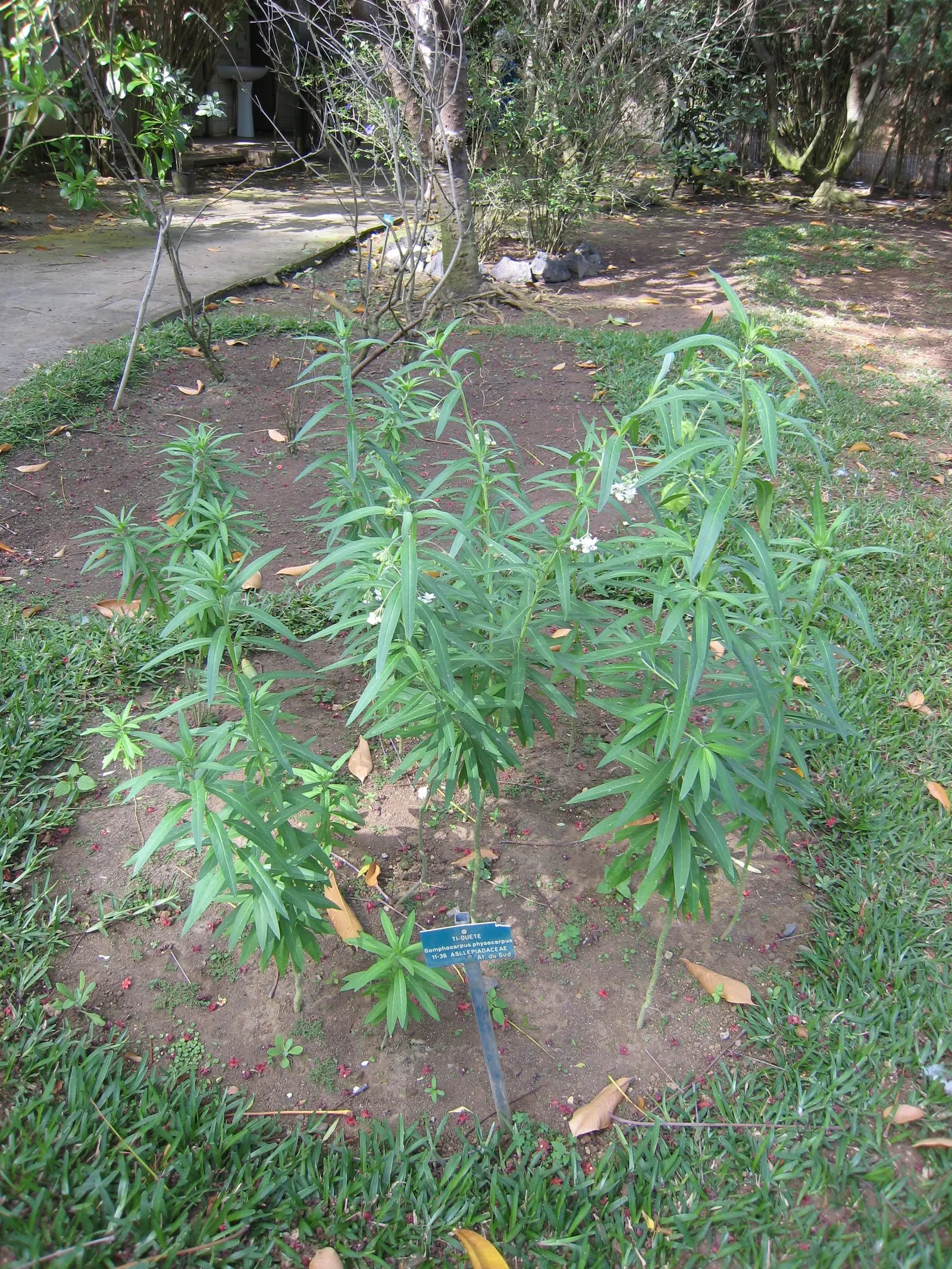 Balloon Milkweed (Gomphocarpus Physocarpus) — and they are arranged in a spiraling pattern along the stems.<br><br>During the summer months; balloon Milkweed