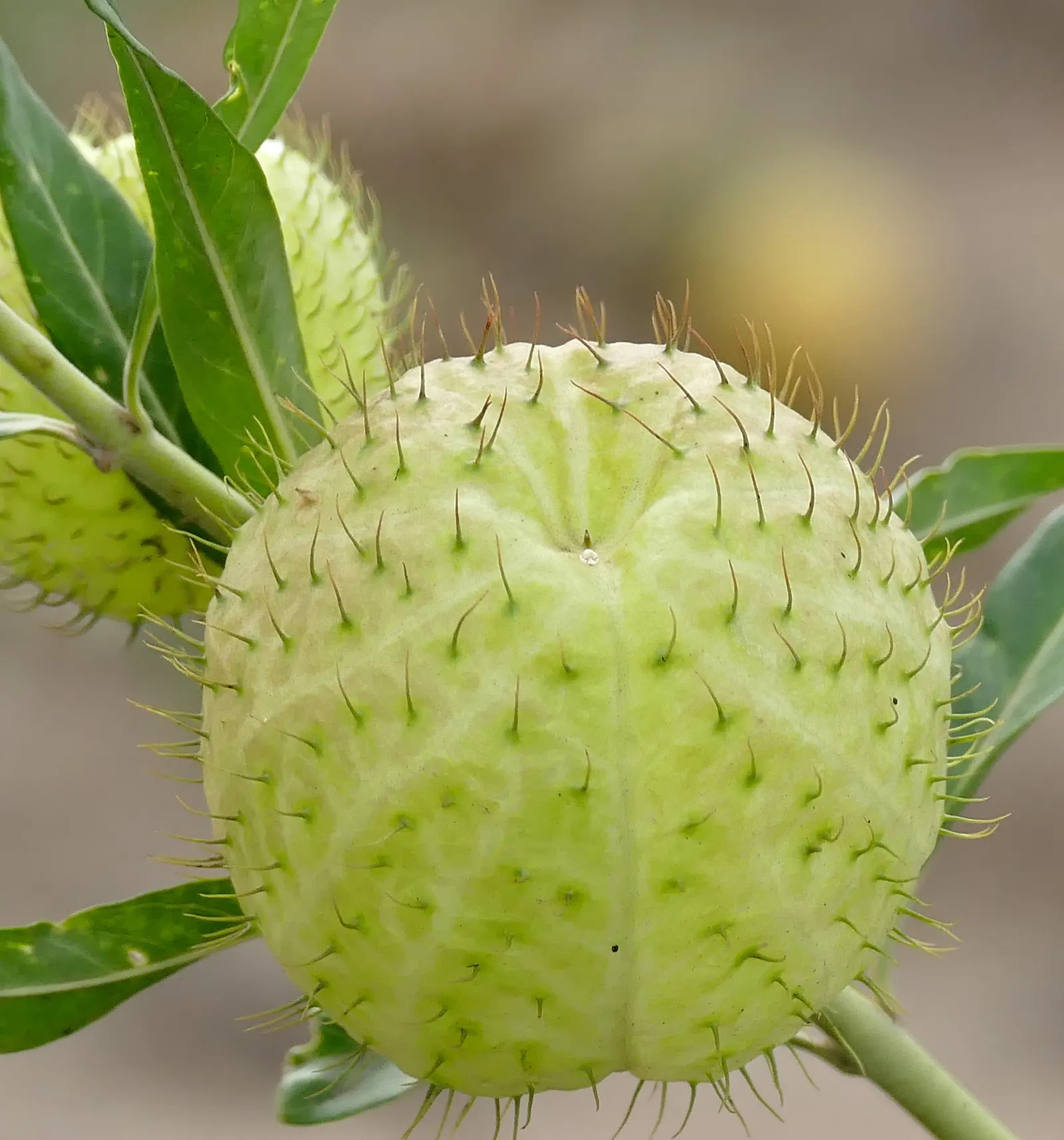 Balloon Milkweed (Gomphocarpus Physocarpus) — spanning up to 5 inches long; making it suitable for xeriscaping.<br><br>Keep in mind, image 69