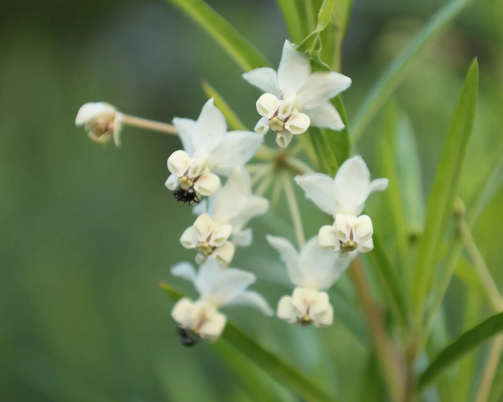 Balloon Milkweed (Gomphocarpus Physocarpus) — Pale pink flowers bloom summer to fall, attracting butterflies; which are attractive to various, image 138