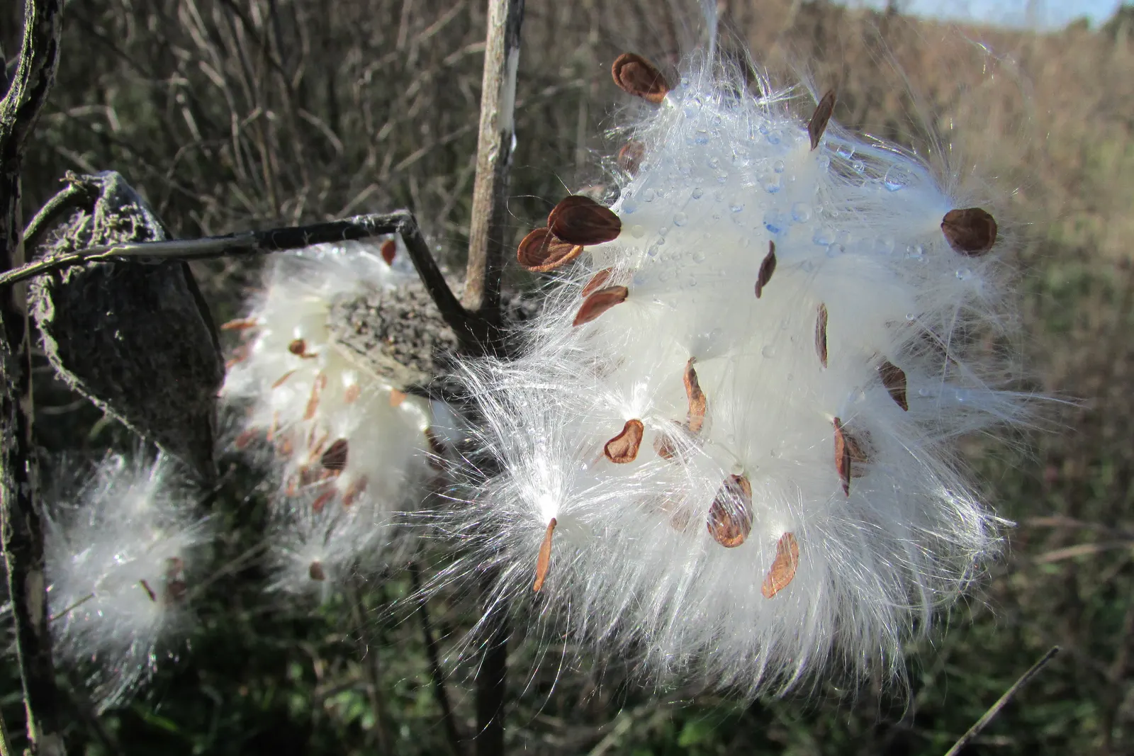 Balloon Milkweed (Gomphocarpus Physocarpus) — Use in backgrounds or as accent for wildlife-friendly designs; balloon Milkweed can grow to a height, image 114