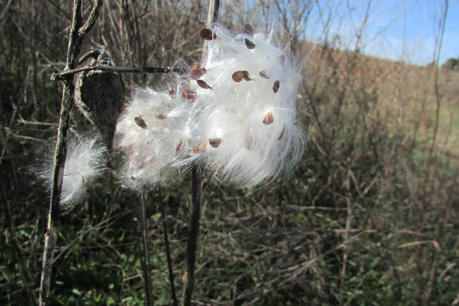 Balloon Milkweed (Gomphocarpus Physocarpus) — commonly known as Balloon Milkweed or Hairy Balls; it thrives in full sun to partial shade and prefers, image 61