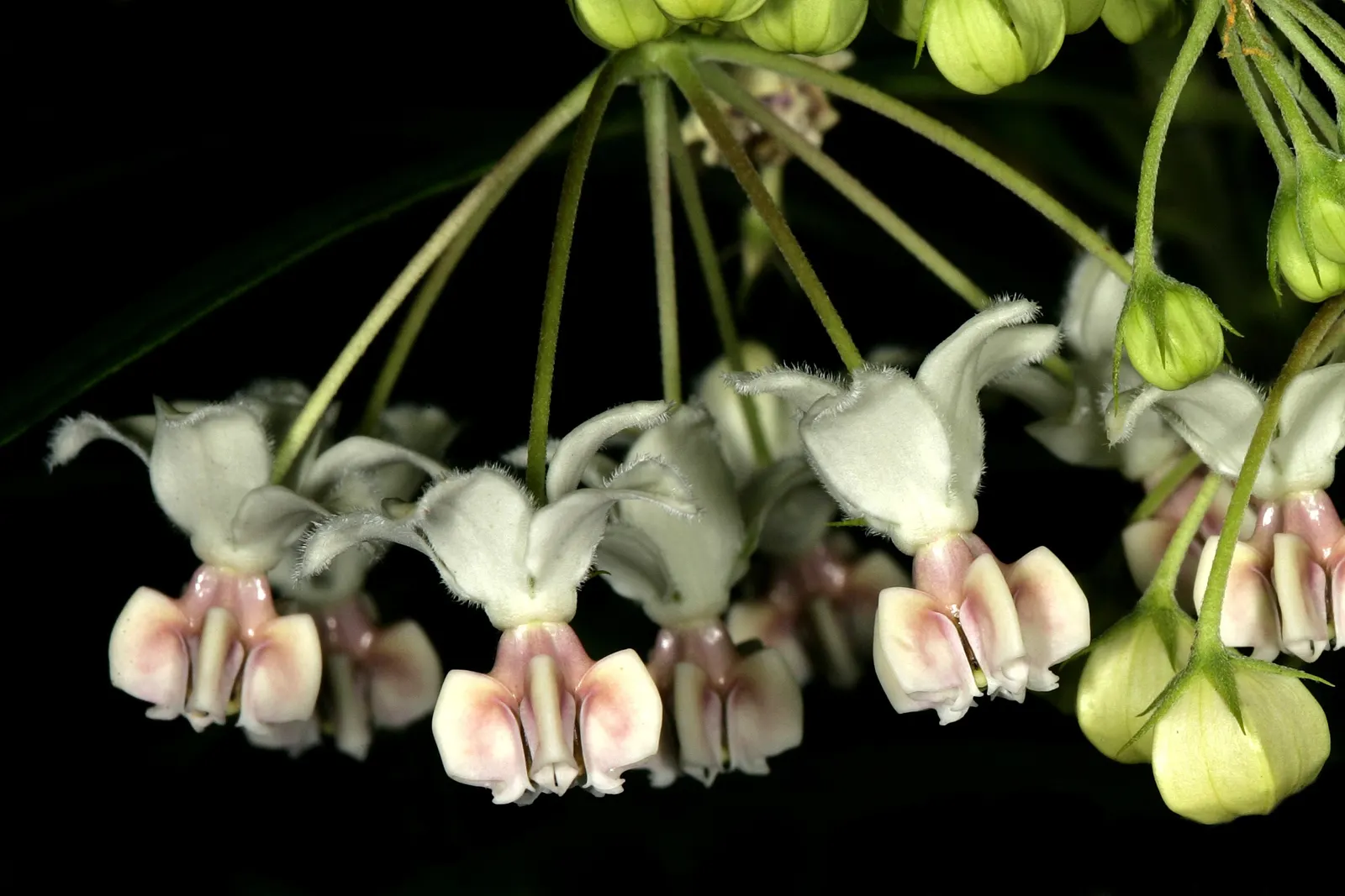 Balloon Milkweed (Gomphocarpus Physocarpus) — It thrives in full sun to partial shade and prefers well-drained soil; the sap contains toxic, image 127