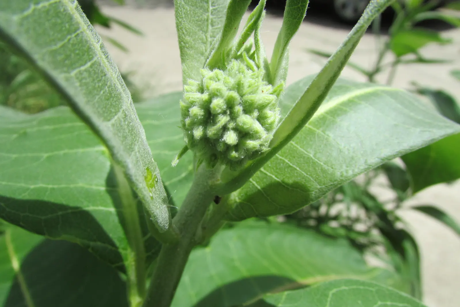 Balloon Milkweed (Gomphocarpus Physocarpus) — Pale pink flowers bloom summer to fall, attracting butterflies