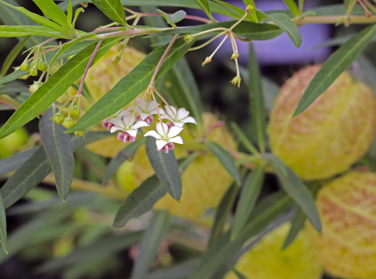 Balloon Milkweed (Gomphocarpus Physocarpus) — shrub for full; hardy in USDA zones 8 through 11