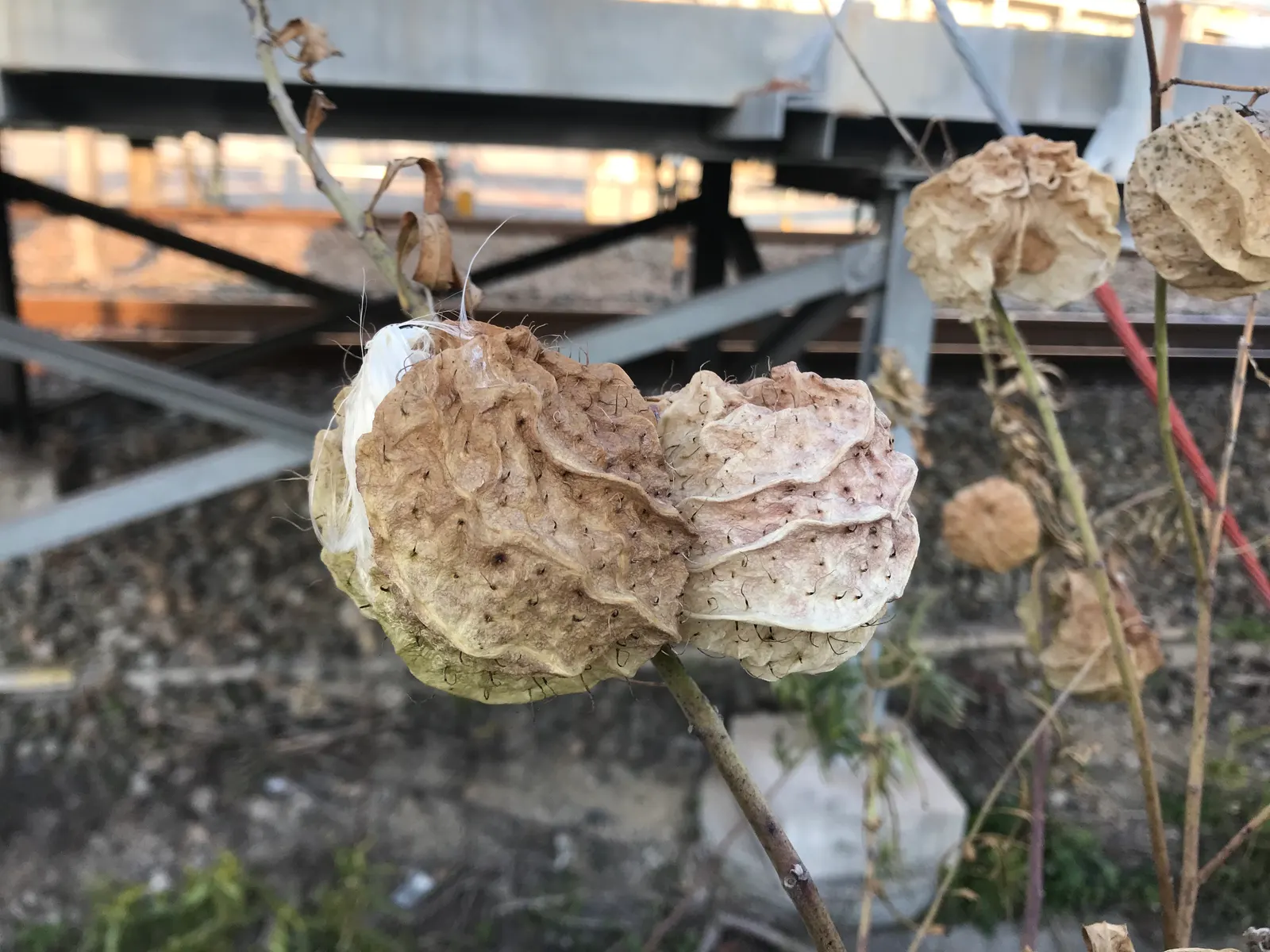 Balloon Milkweed (Gomphocarpus Physocarpus) — spanning up to 5 inches long; making it suitable for xeriscaping.<br><br>Keep in mind, image 123