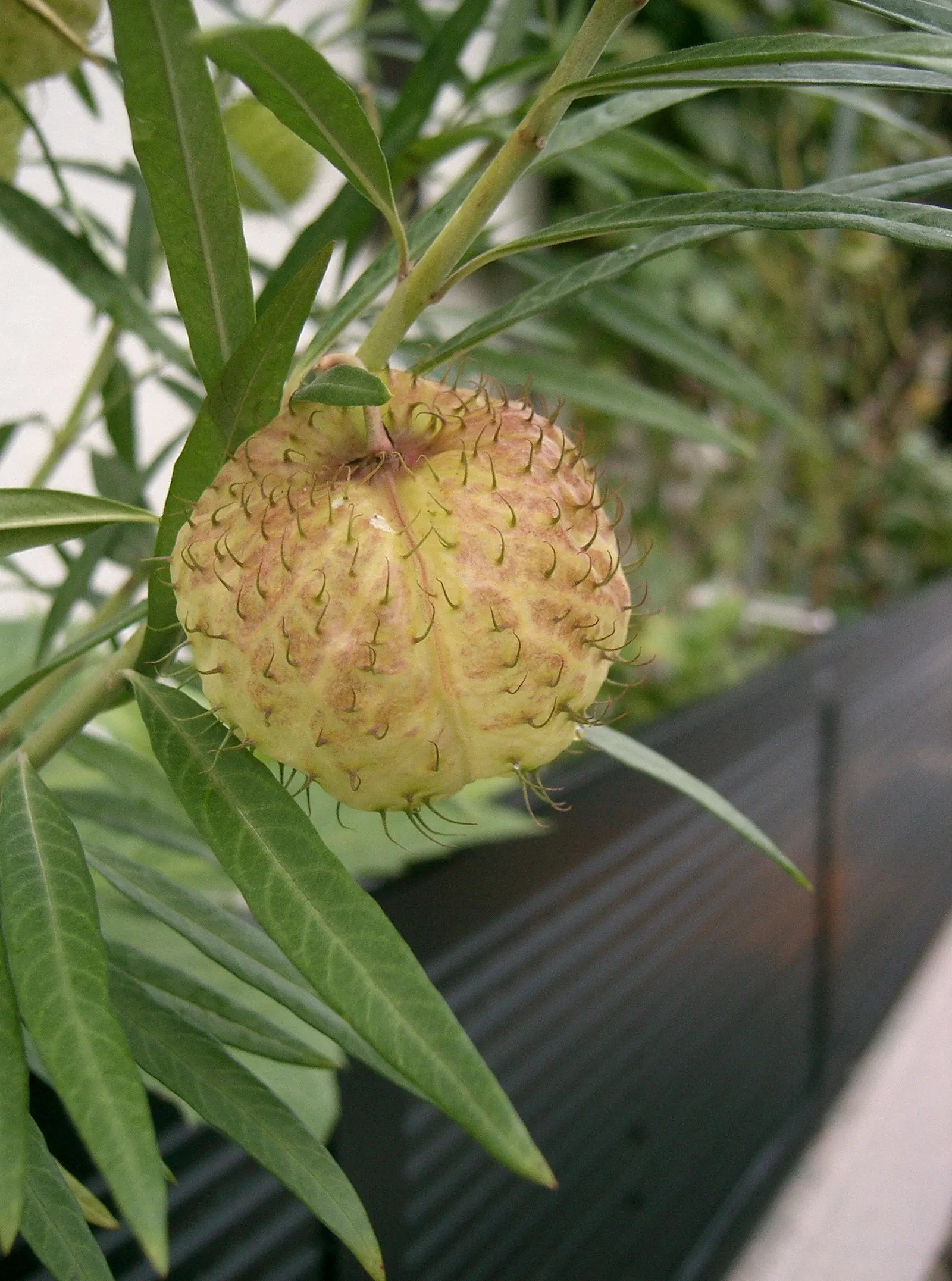 Balloon Milkweed (Gomphocarpus Physocarpus) — Prefers full sun to partial shade and well-drained soil; white flowers in the garden, image 58