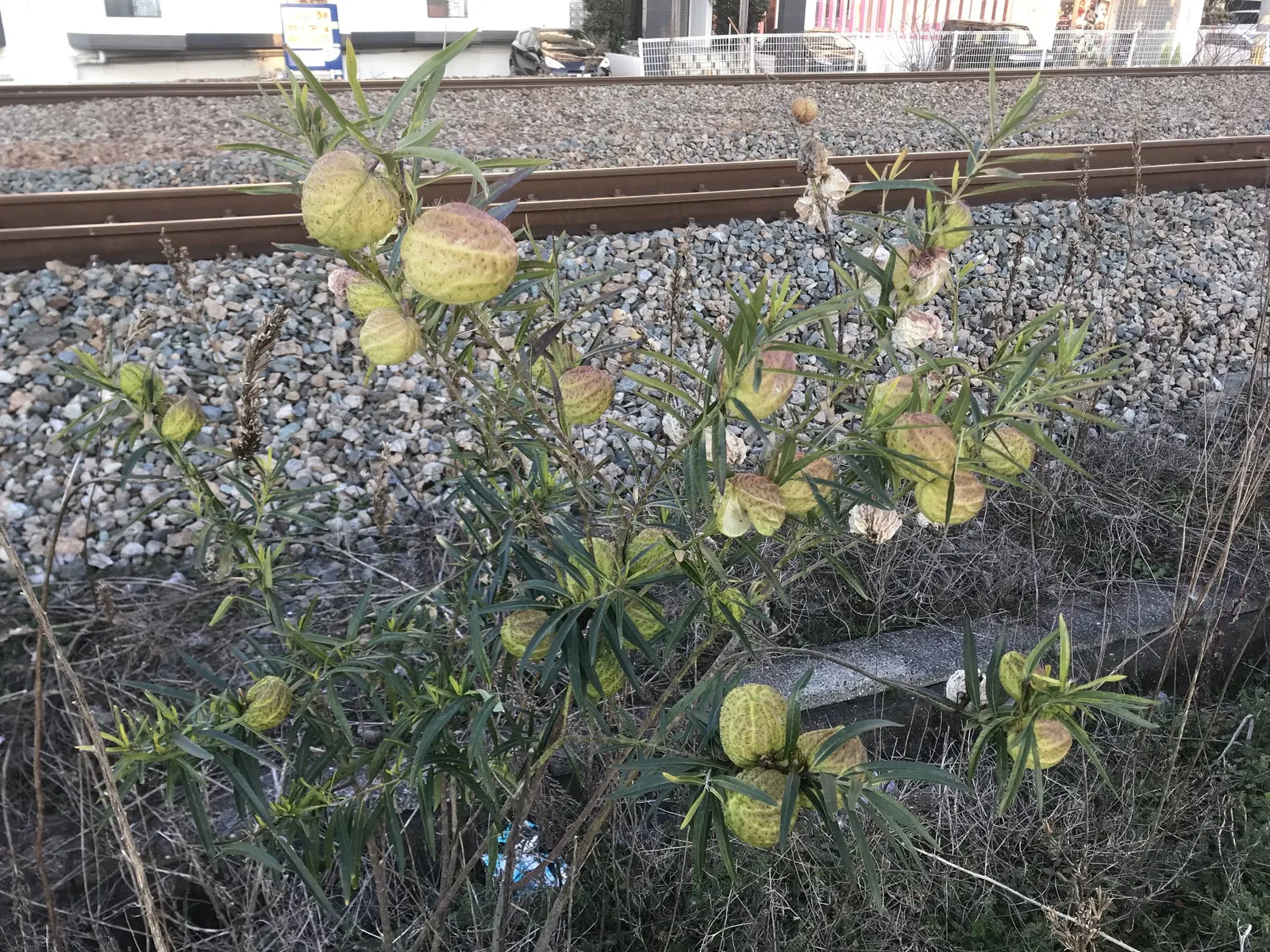 Balloon Milkweed (Gomphocarpus Physocarpus) — is a distinctive perennial plant well-suited for a vibrant and texturally interesting garden design; shrub with