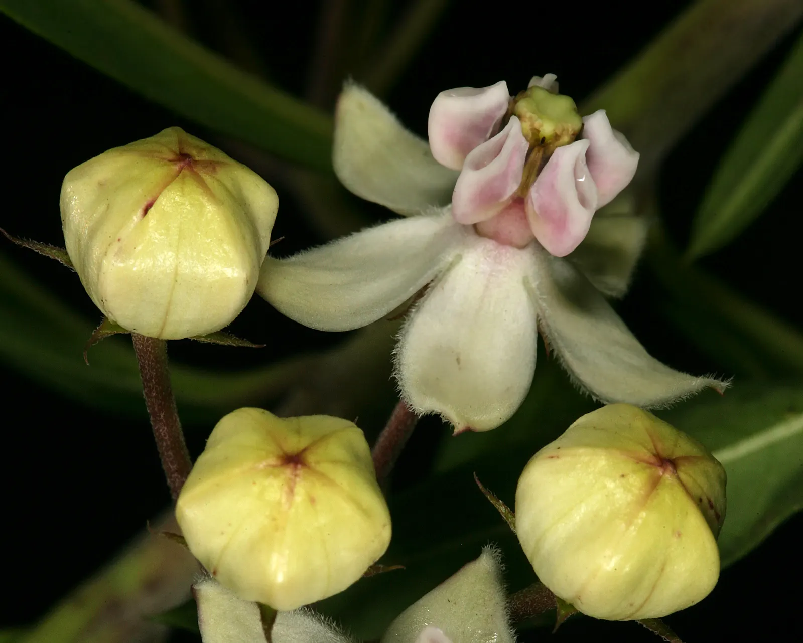 Balloon Milkweed (Gomphocarpus Physocarpus) — Hardy in USDA zones 8 through 11; pale pink flowers bloom summer to fall, attracting butterflies