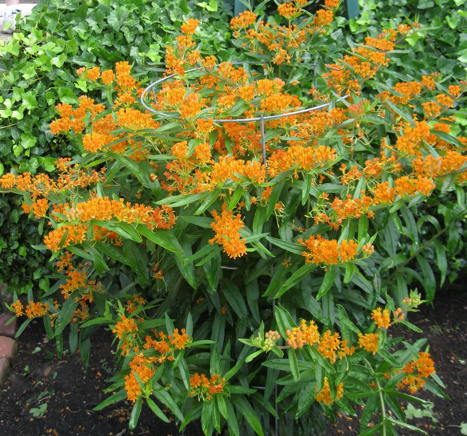 Balloon Milkweed (Gomphocarpus Physocarpus) — it is advisable to plant it away from areas frequented by pets or small children, image 131