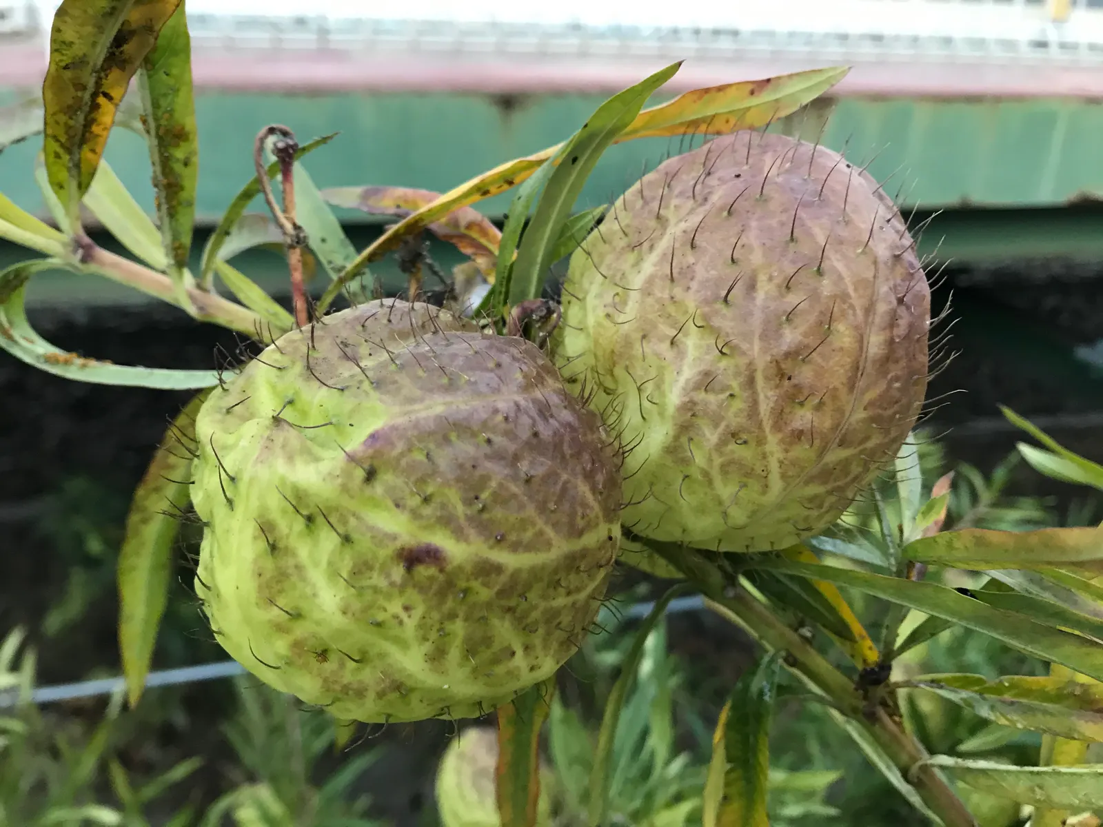 Balloon Milkweed (Gomphocarpus Physocarpus) — reaching sizes of approximately 2 to 3 inches in diameter.<br><br>Originating from Southeast Africa, image 146