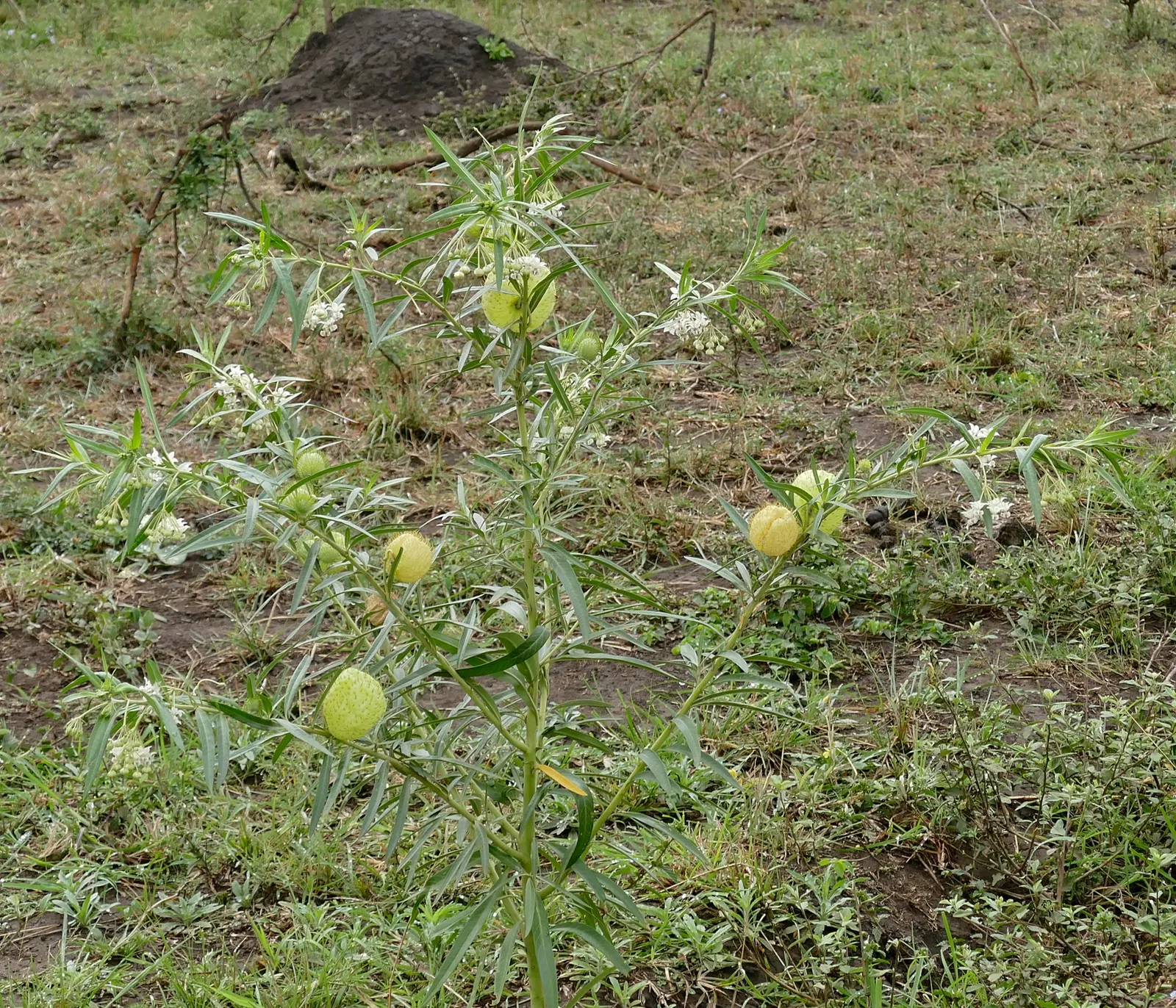 Balloon Milkweed (Gomphocarpus Physocarpus) — It thrives in full sun to partial shade and prefers well-drained soil; the sap contains toxic, image 73