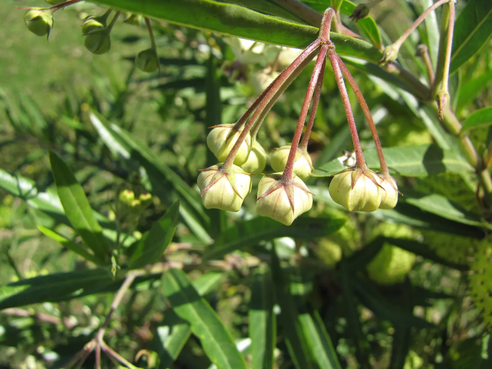 Balloon Milkweed (Gomphocarpus Physocarpus) — Drought-tolerant once established, image 32