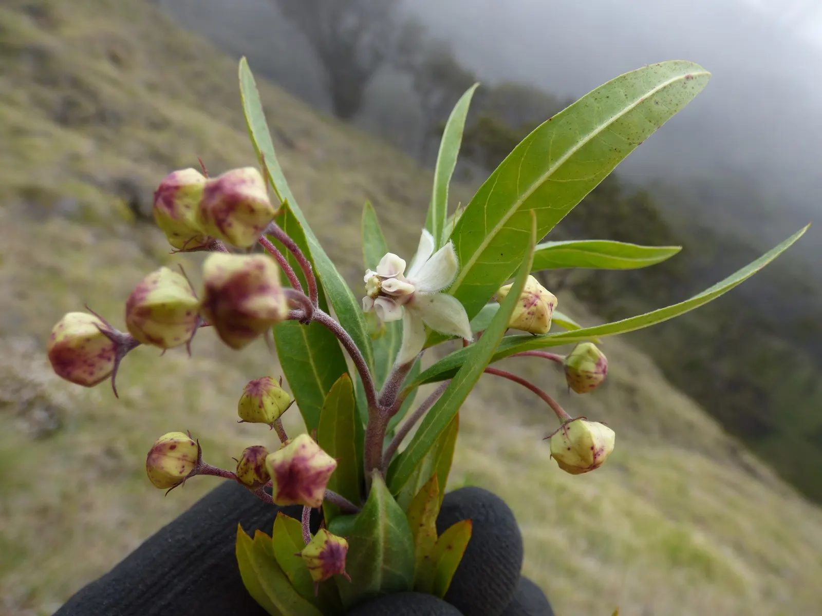 Balloon Milkweed (Gomphocarpus Physocarpus) — making it suitable for xeriscaping.<br><br>Keep in mind; this species is visually striking due to its, image 156