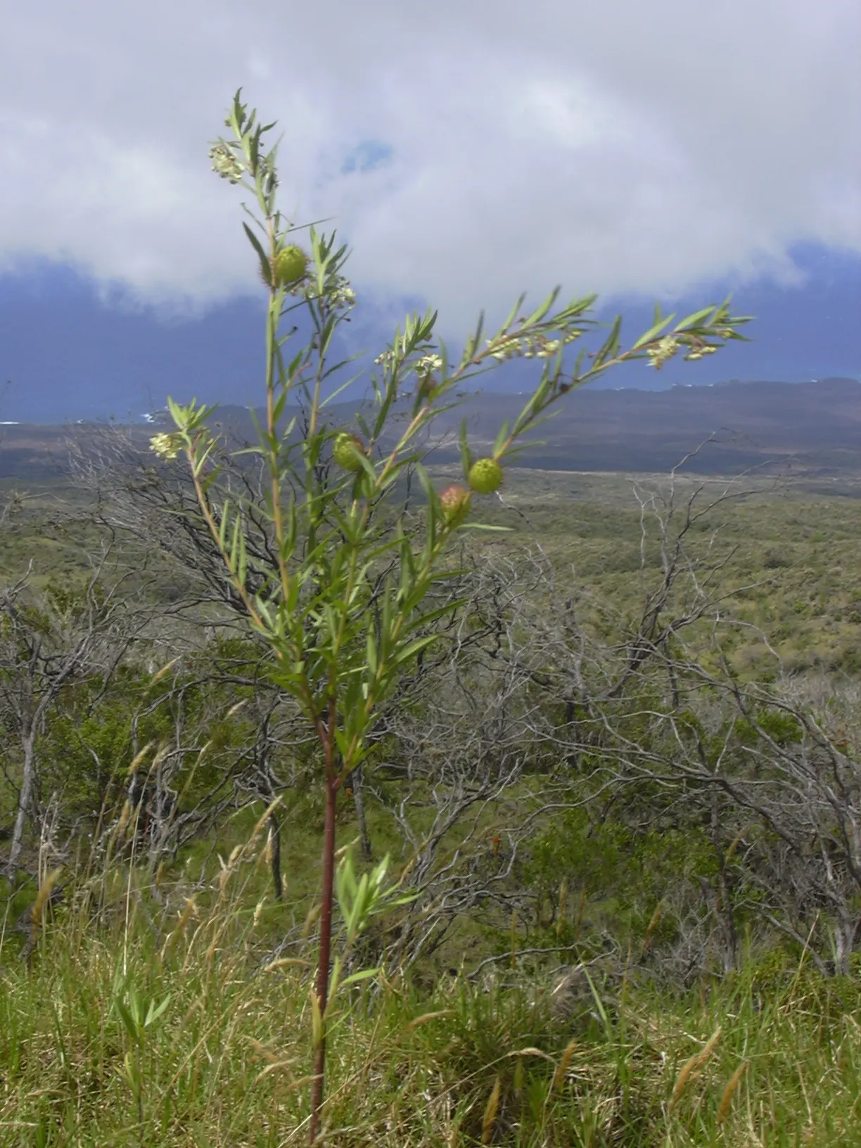 Balloon Milkweed (Gomphocarpus Physocarpus) — the sap contains toxic compounds; hence