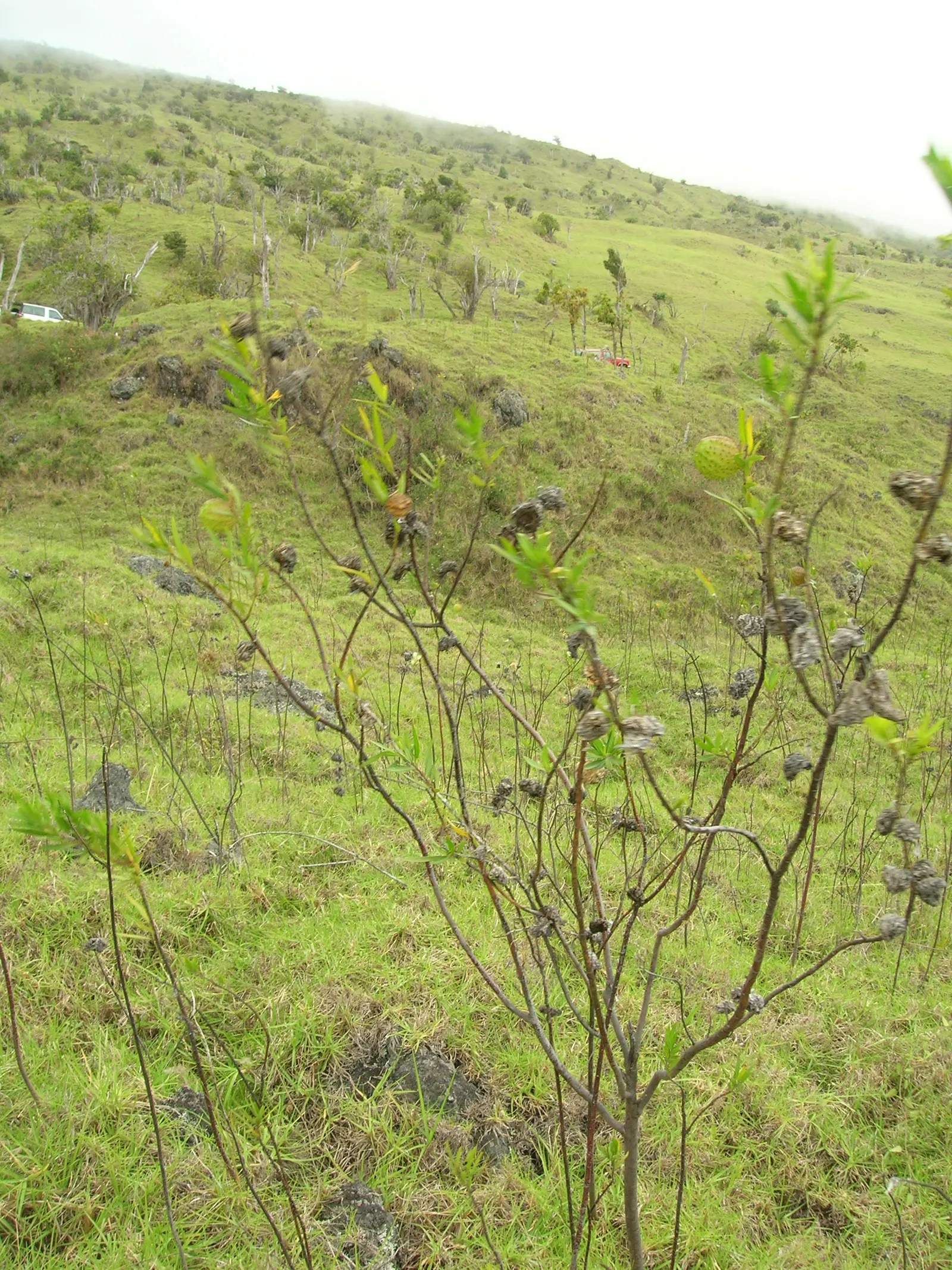 Balloon Milkweed (Gomphocarpus Physocarpus) — The pods are lime green and inflated; creating an upright and bushy form, image 64
