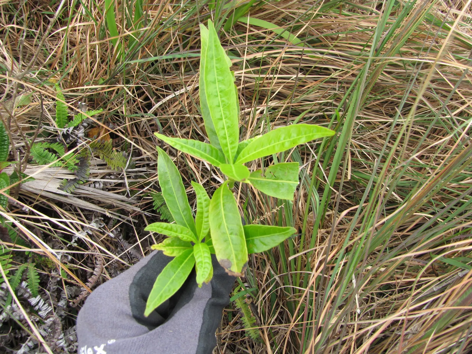 Balloon Milkweed (Gomphocarpus Physocarpus) — it is fairly drought tolerant; known for its globular, spiny seed pods, about 3 in across, this plant, image 155