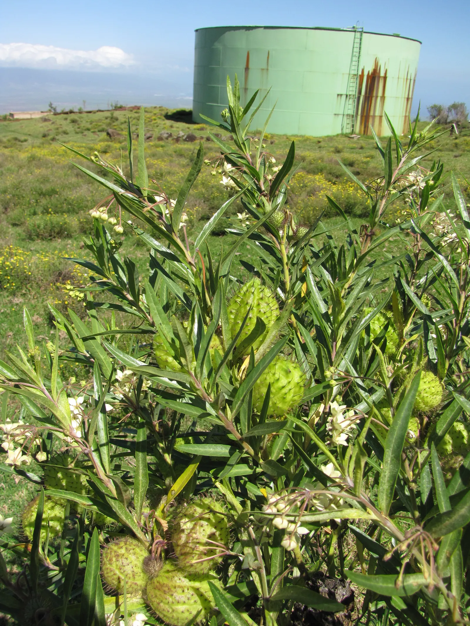 Balloon Milkweed (Gomphocarpus Physocarpus) — the sap contains toxic compounds; hence; and they are arranged in a spiraling pattern along the, image 103