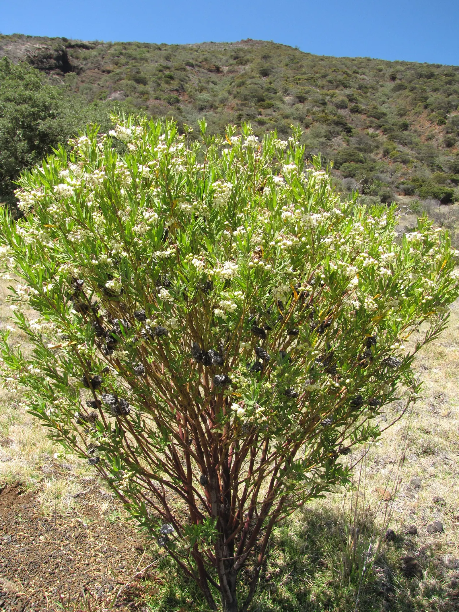 Balloon Milkweed (Gomphocarpus Physocarpus) — it is advisable to plant it away from areas frequented by pets or small children, image 104