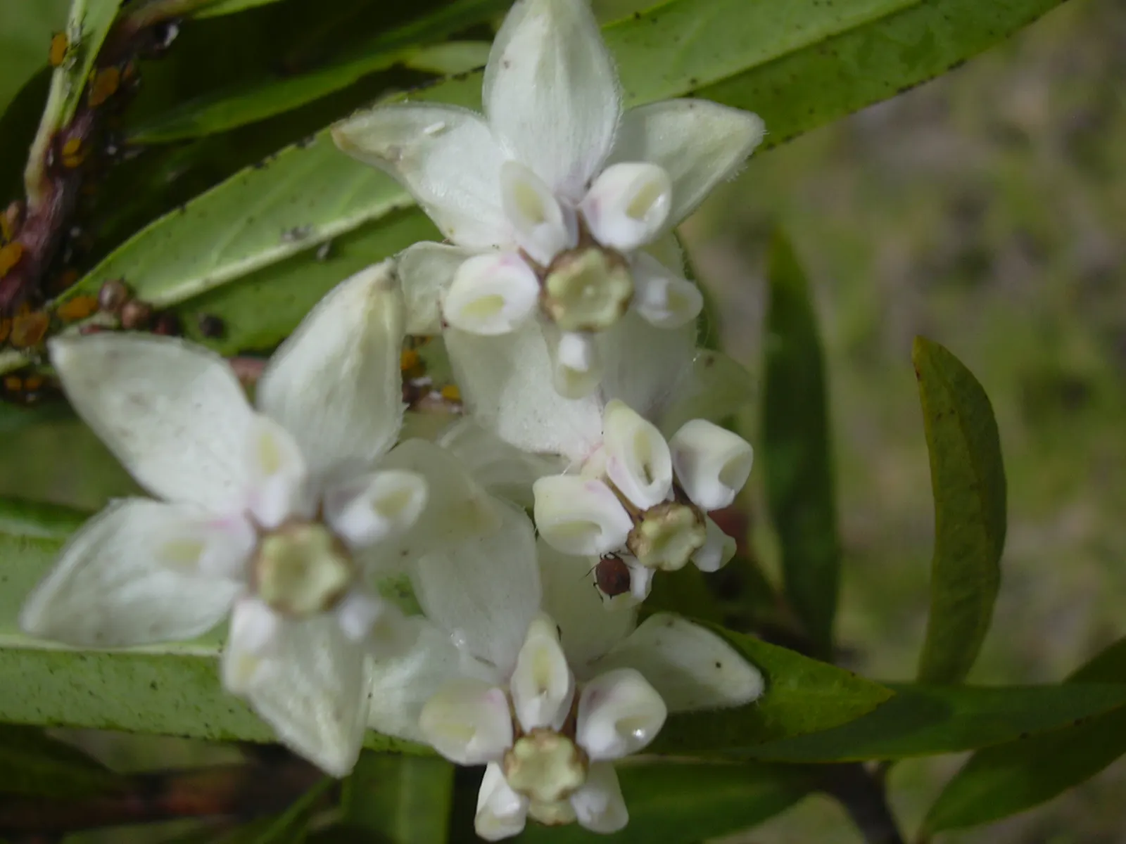 Balloon Milkweed (Gomphocarpus Physocarpus) — Use in backgrounds or as accent for wildlife-friendly designs; balloon Milkweed can grow to a height, image 141