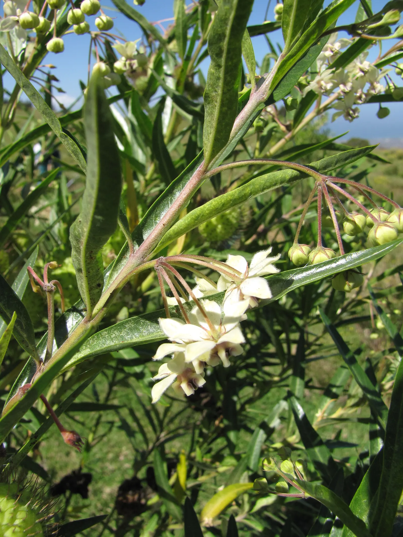 Balloon Milkweed (Gomphocarpus Physocarpus) — Its leaves are narrow and lance-shaped, image 68