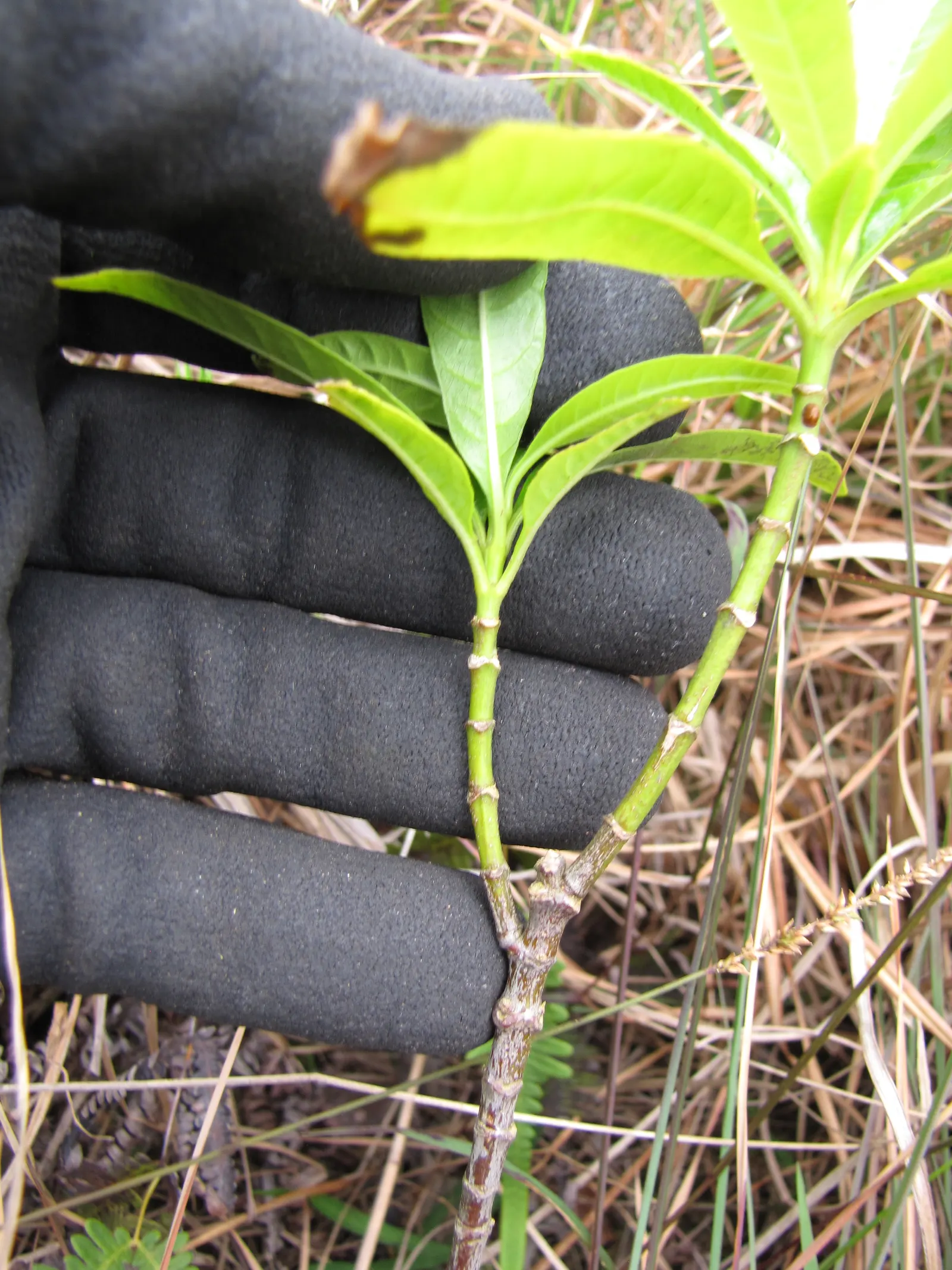 Balloon Milkweed (Gomphocarpus Physocarpus) — is a distinctive perennial plant well-suited for a vibrant and texturally interesting garden design, image 62