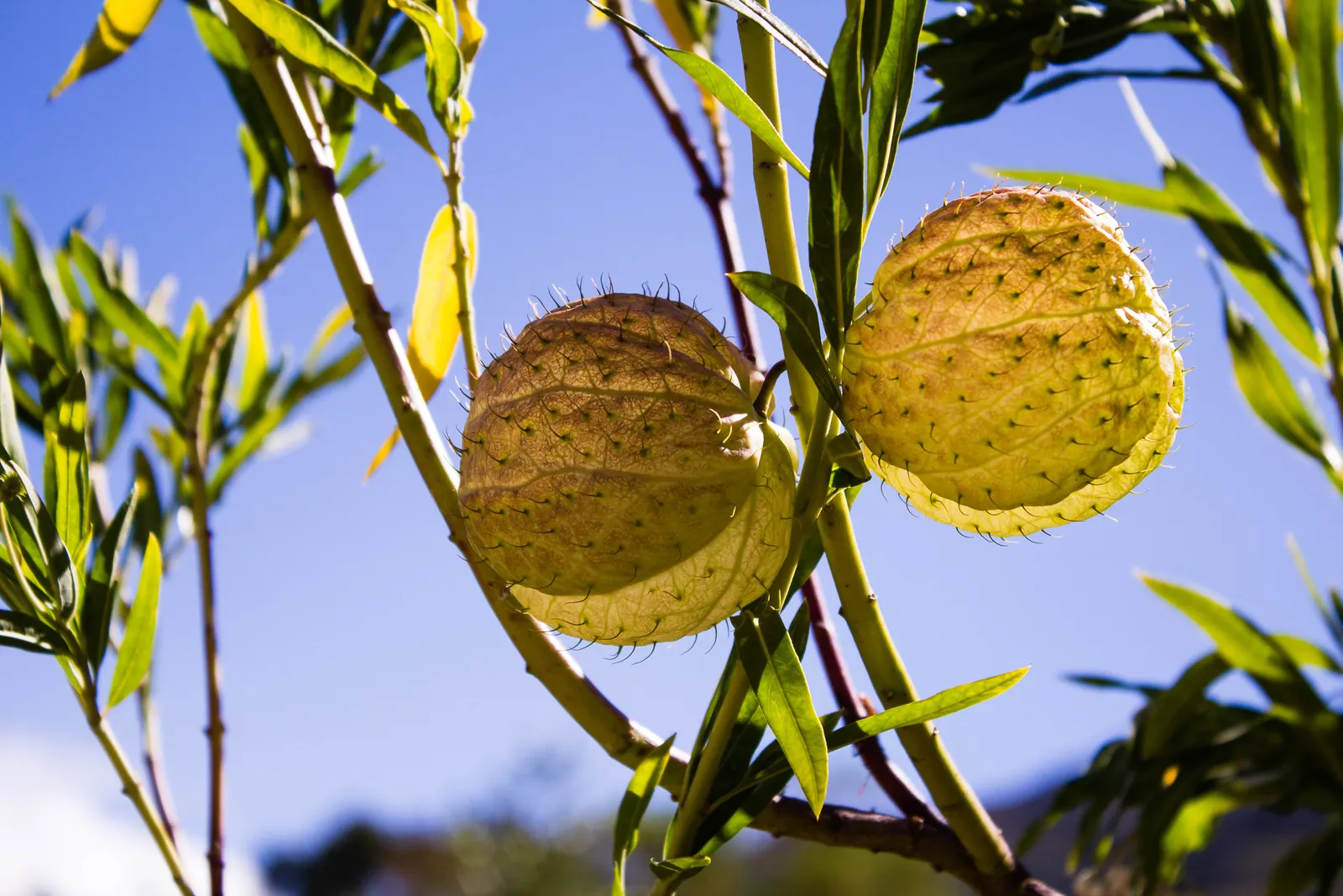 Balloon Milkweed (Gomphocarpus Physocarpus) — Prefers full sun to partial shade and well-drained soil; white flowers in the garden