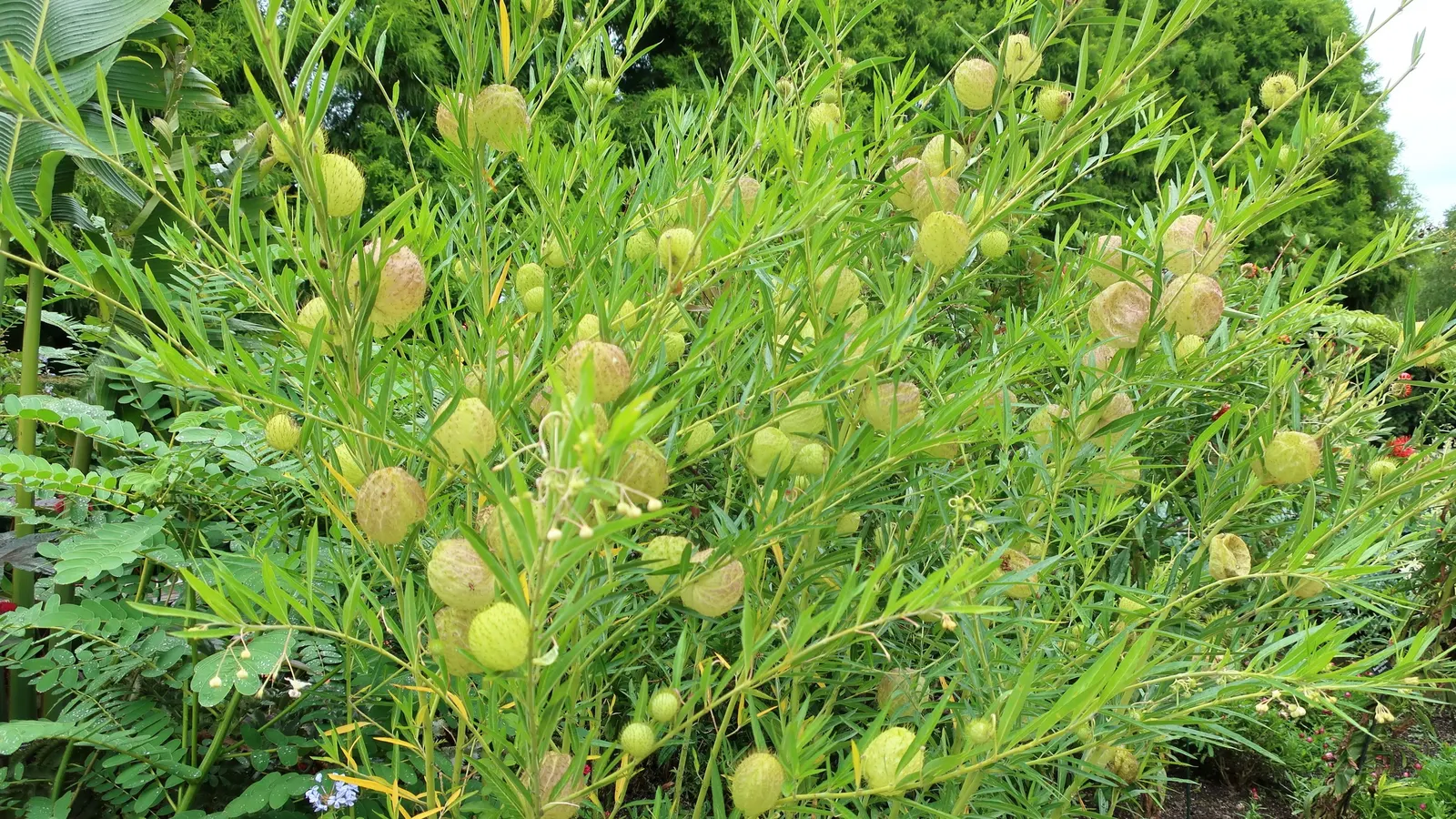 Balloon Milkweed (Gomphocarpus Physocarpus) — Balloon Milkweed (Gomphocarpus physocarpus) is a striking perennial, reaching up to 6 ft tall, image 55