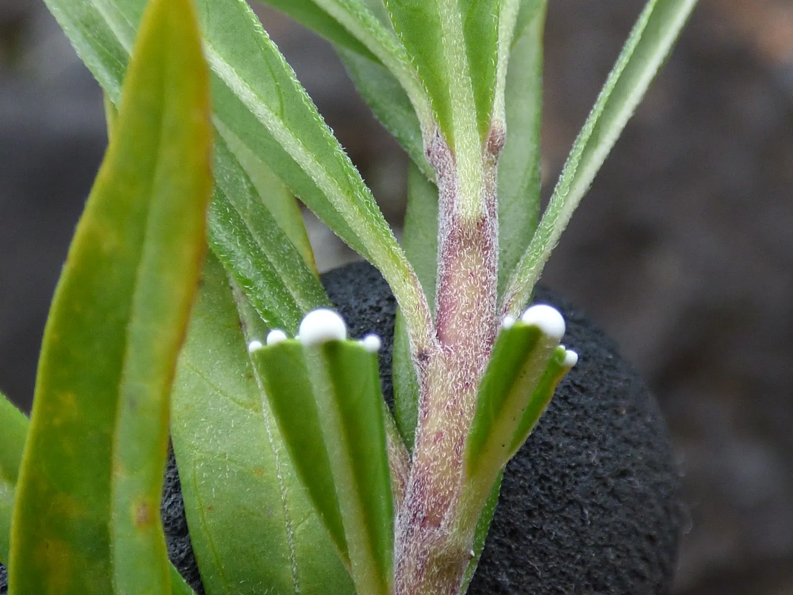 Balloon Milkweed (Gomphocarpus Physocarpus) — Pale pink flowers bloom summer to fall, attracting butterflies; which are attractive to various, image 111