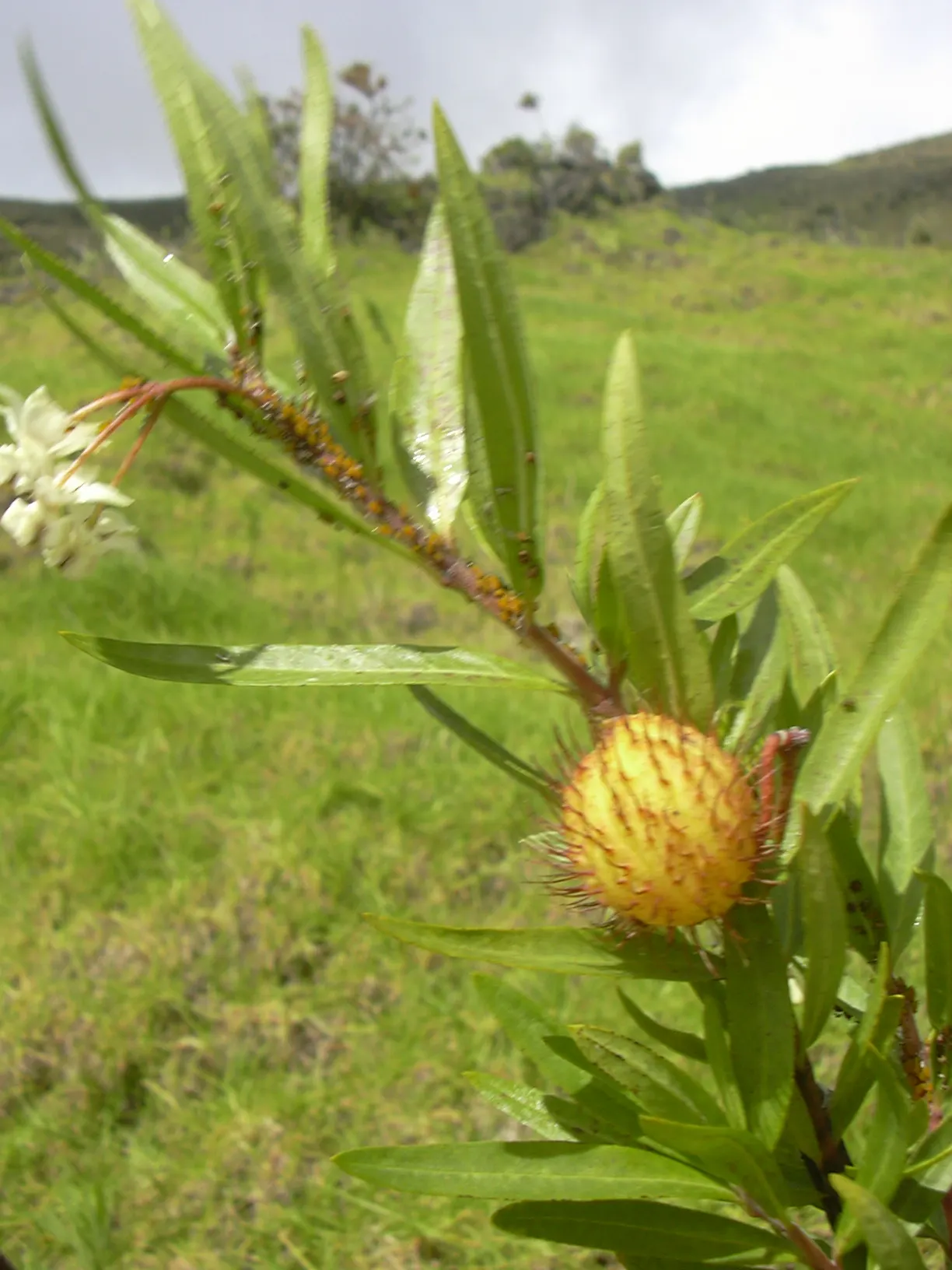 Balloon Milkweed (Gomphocarpus Physocarpus) — This species is visually striking due to its balloon-like seed pods that give it its common name