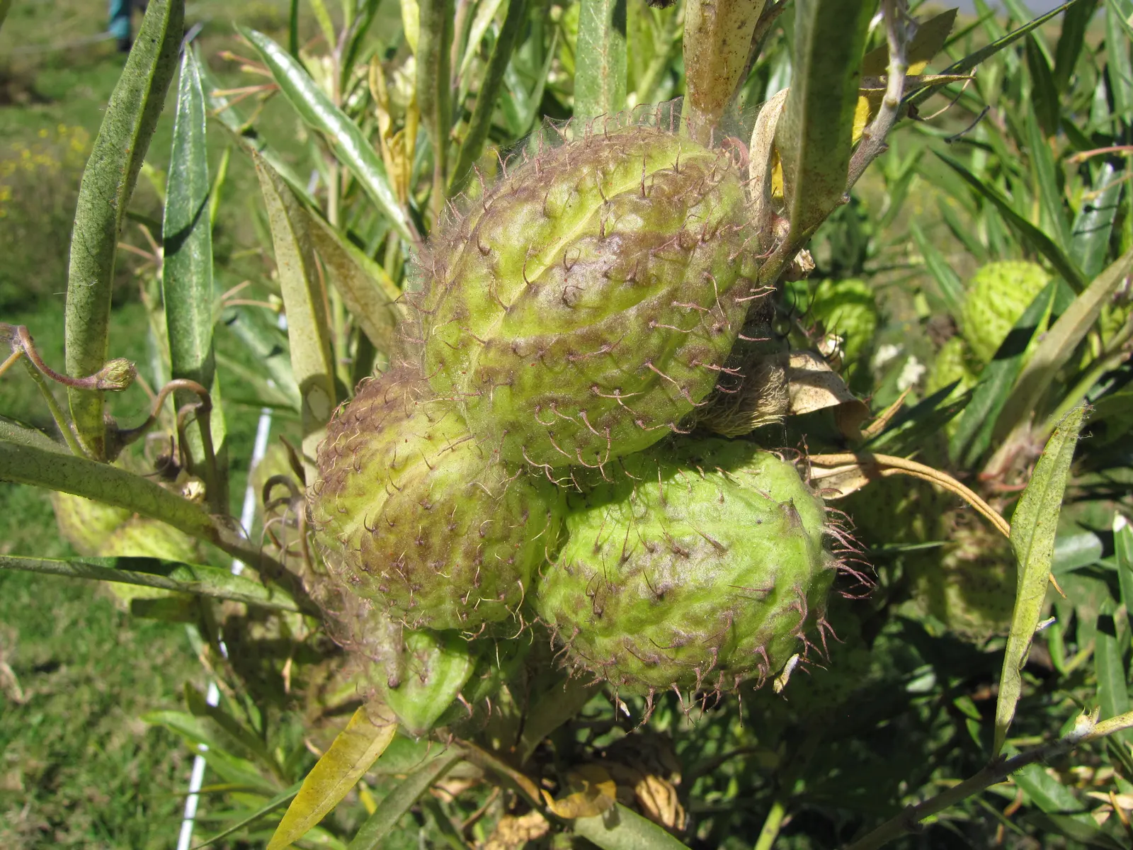Balloon Milkweed (Gomphocarpus Physocarpus) — Use in backgrounds or as accent for wildlife-friendly designs; balloon Milkweed can grow to a height, image 87