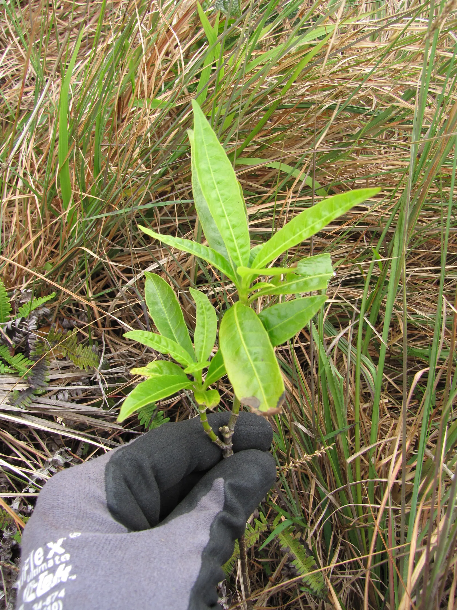 Balloon Milkweed (Gomphocarpus Physocarpus) — Hardy in USDA zones 8 through 11; pale pink flowers bloom summer to fall, attracting butterflies, image 105