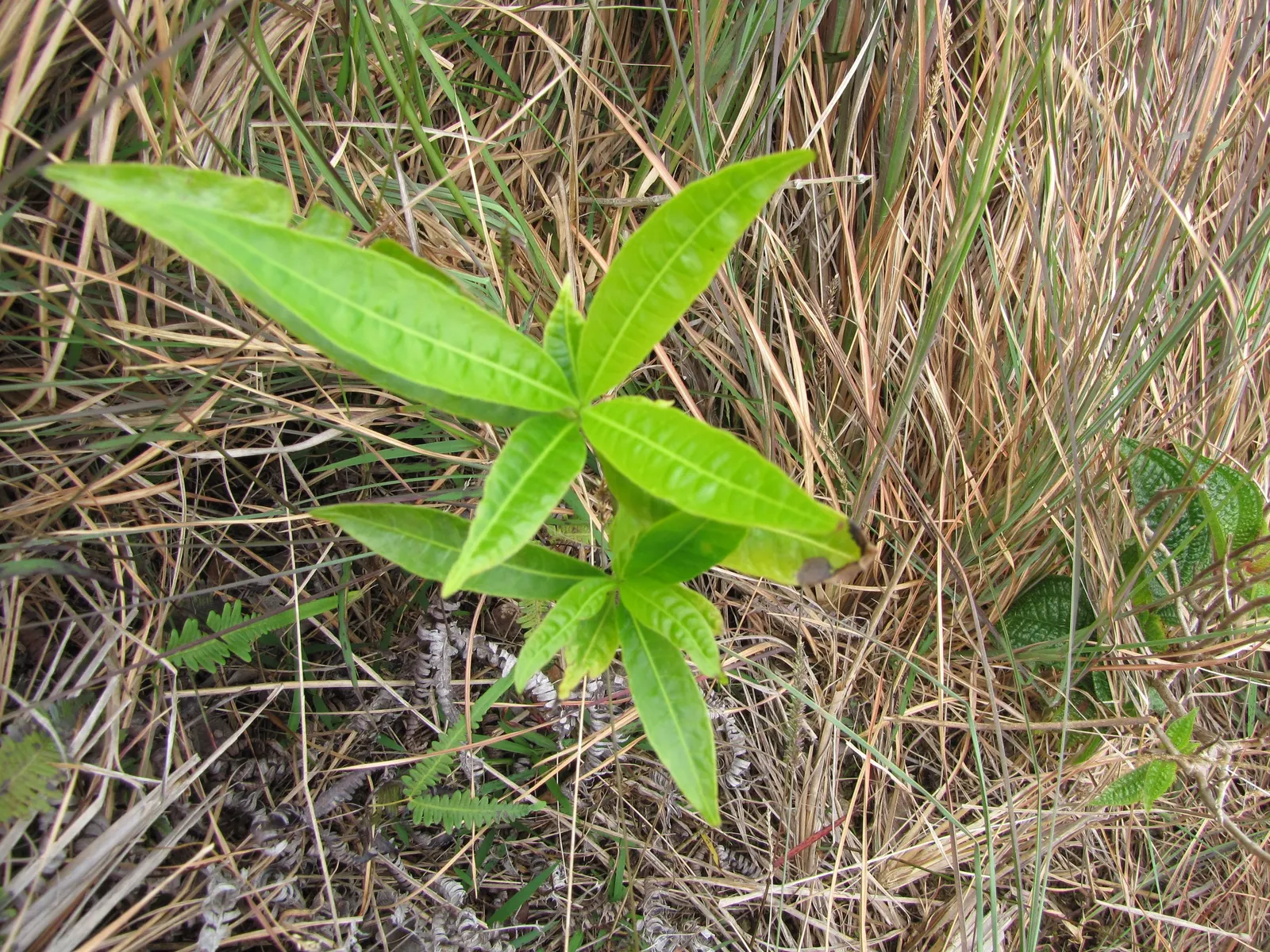 Balloon Milkweed (Gomphocarpus Physocarpus) — Known for its globular, spiny seed pods, about 3 in across, this plant offers unique texture