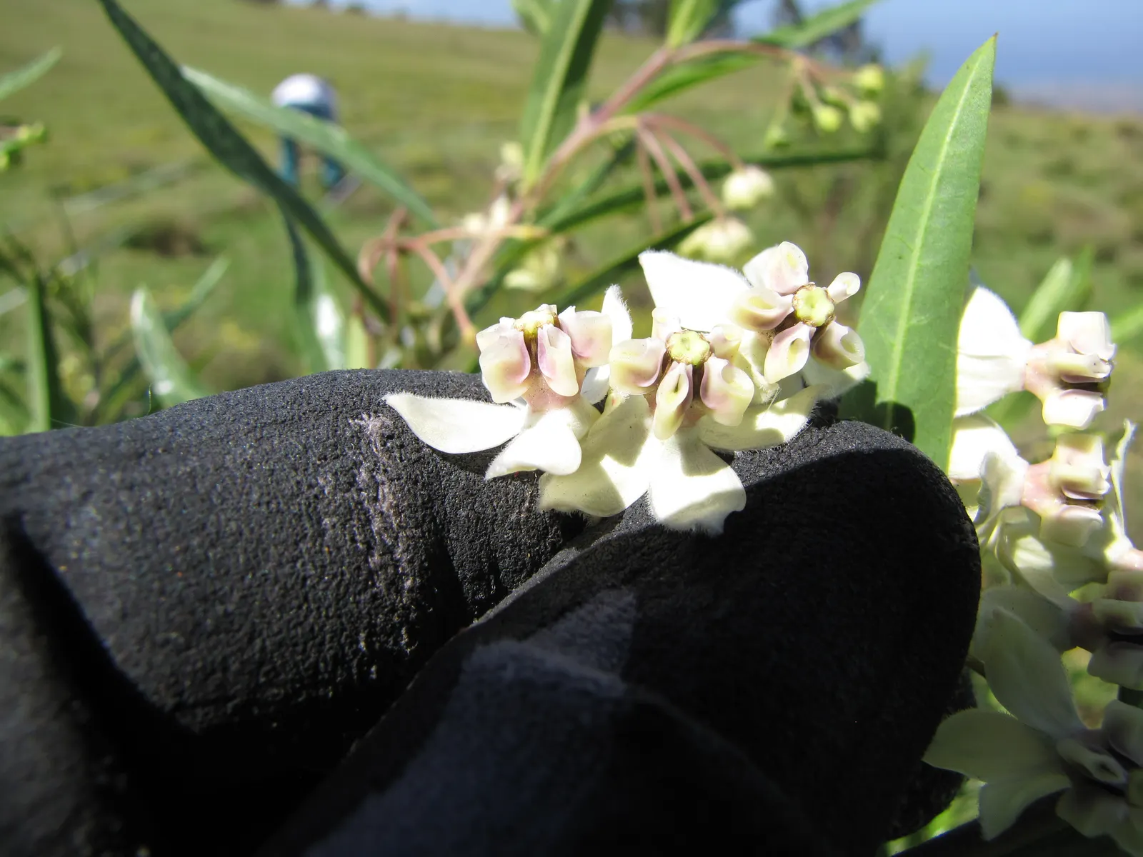 Balloon Milkweed (Gomphocarpus Physocarpus) — star-shaped flowers in white to pale pink; is a distinctive perennial plant well-suited for a vibrant and